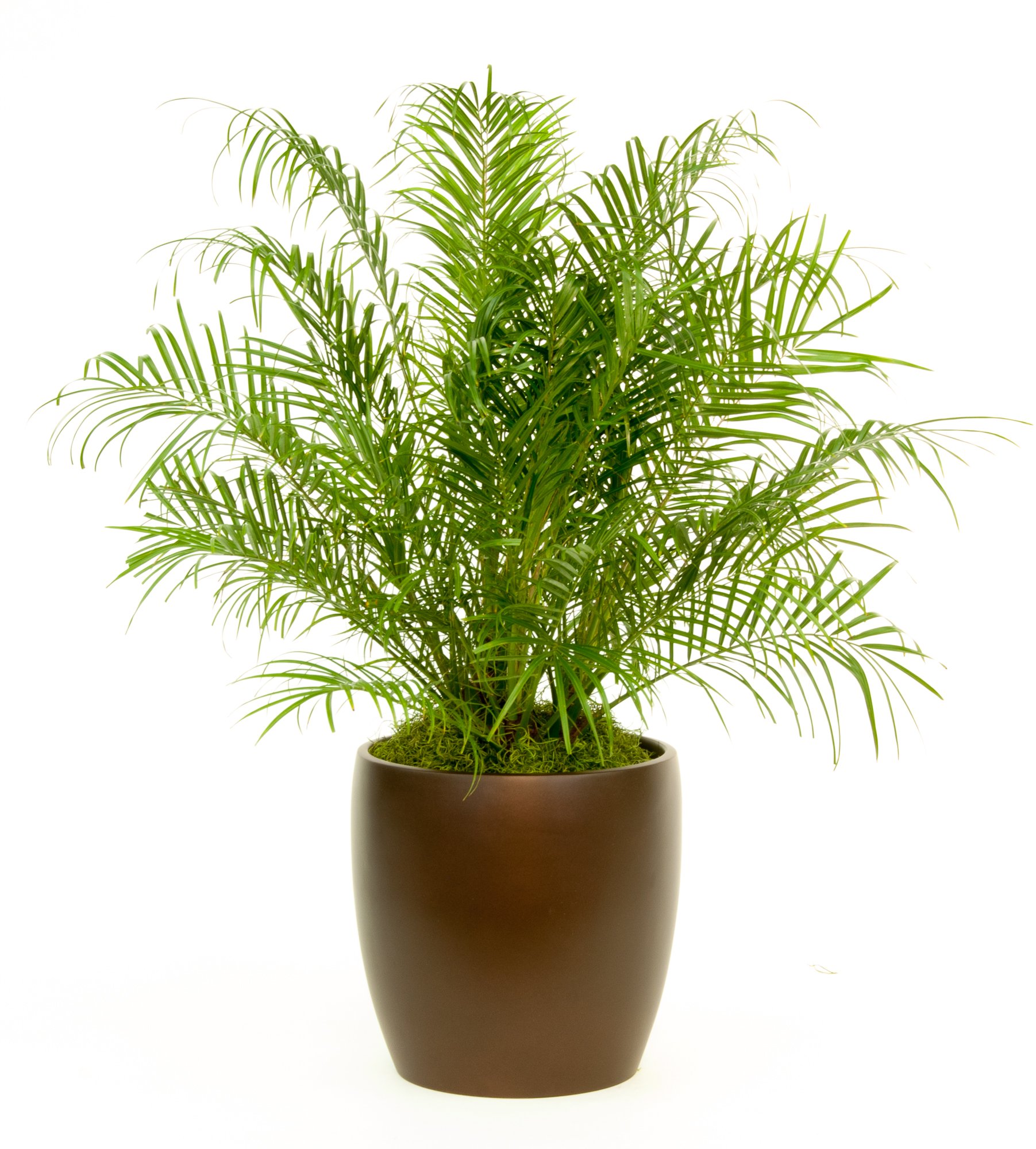 Indoor potted palm plant in a brown ceramic pot against a plain white background.