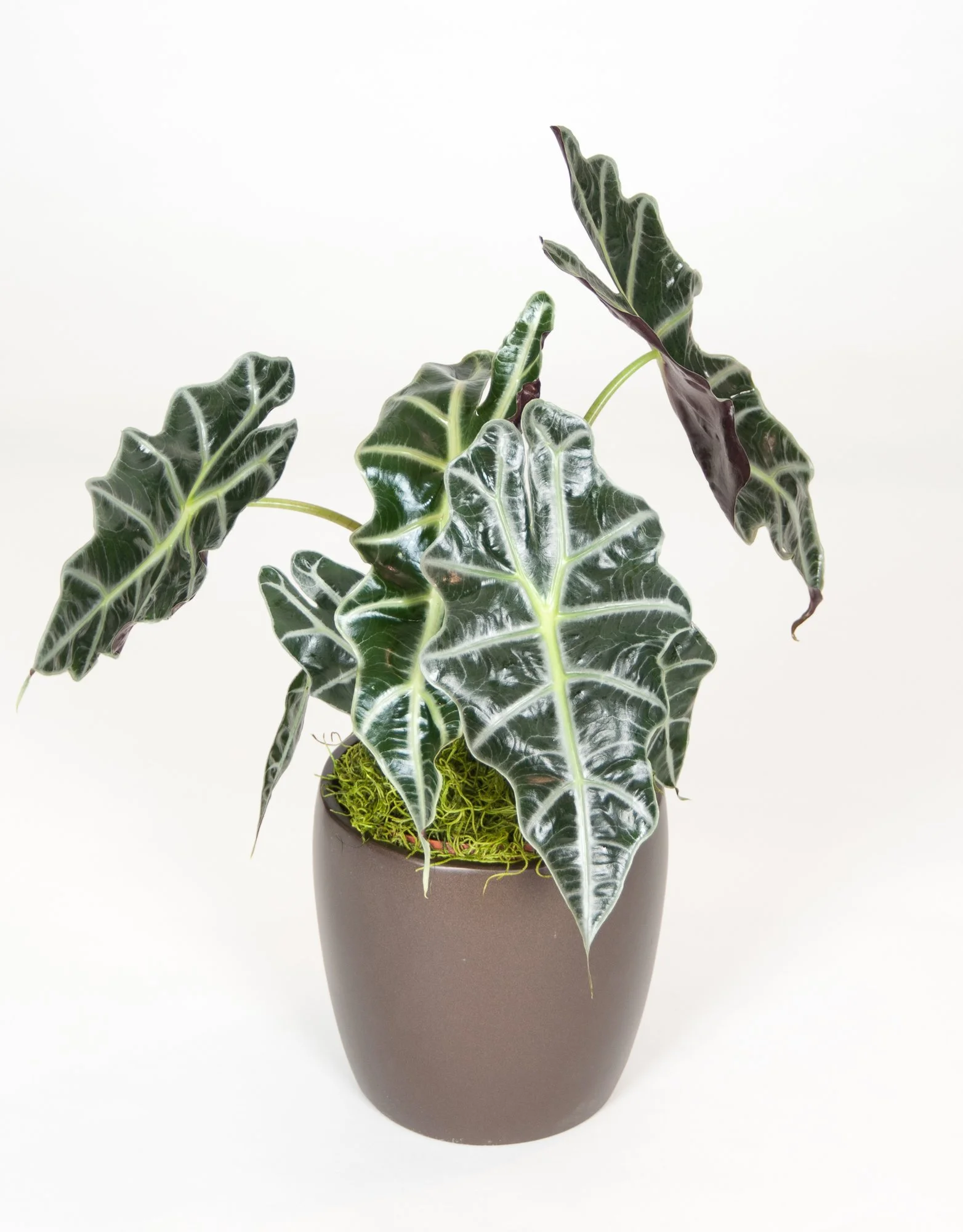 A potted houseplant with dark green, variegated, crinkled leaves featuring white veins, placed in a simple brown container.
