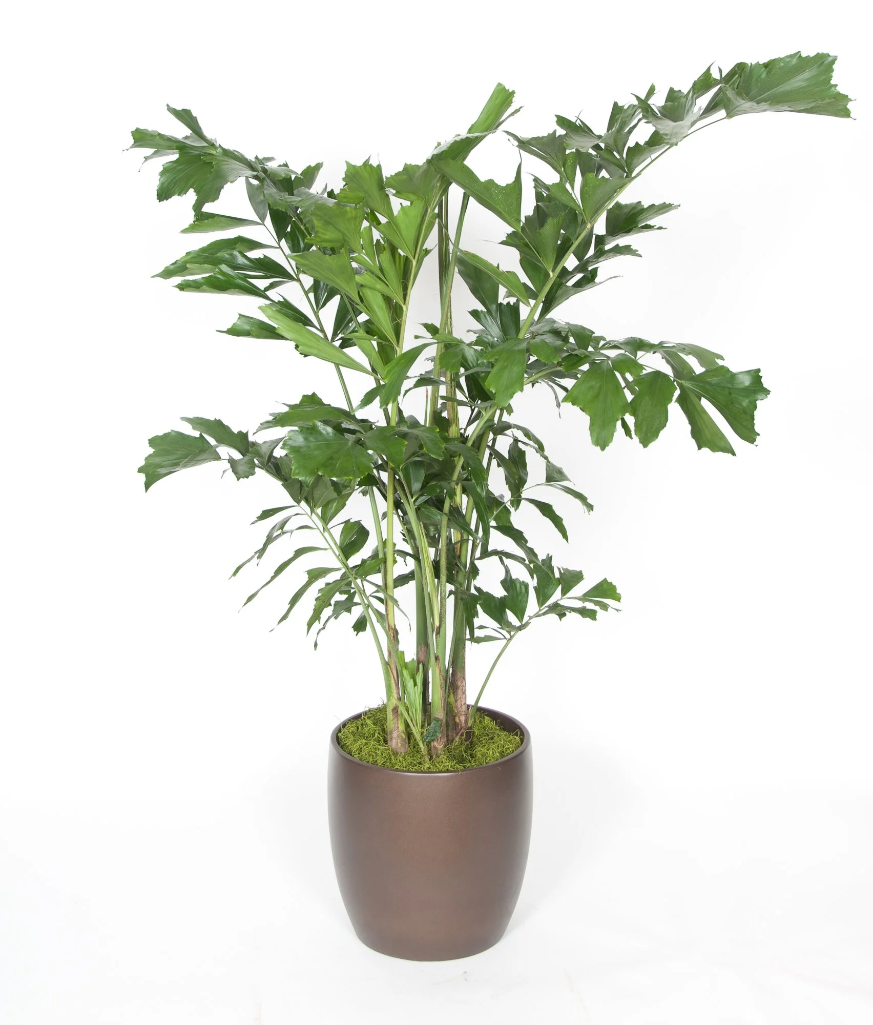 A potted green plant with large, glossy leaves in a brown pot on a white background.