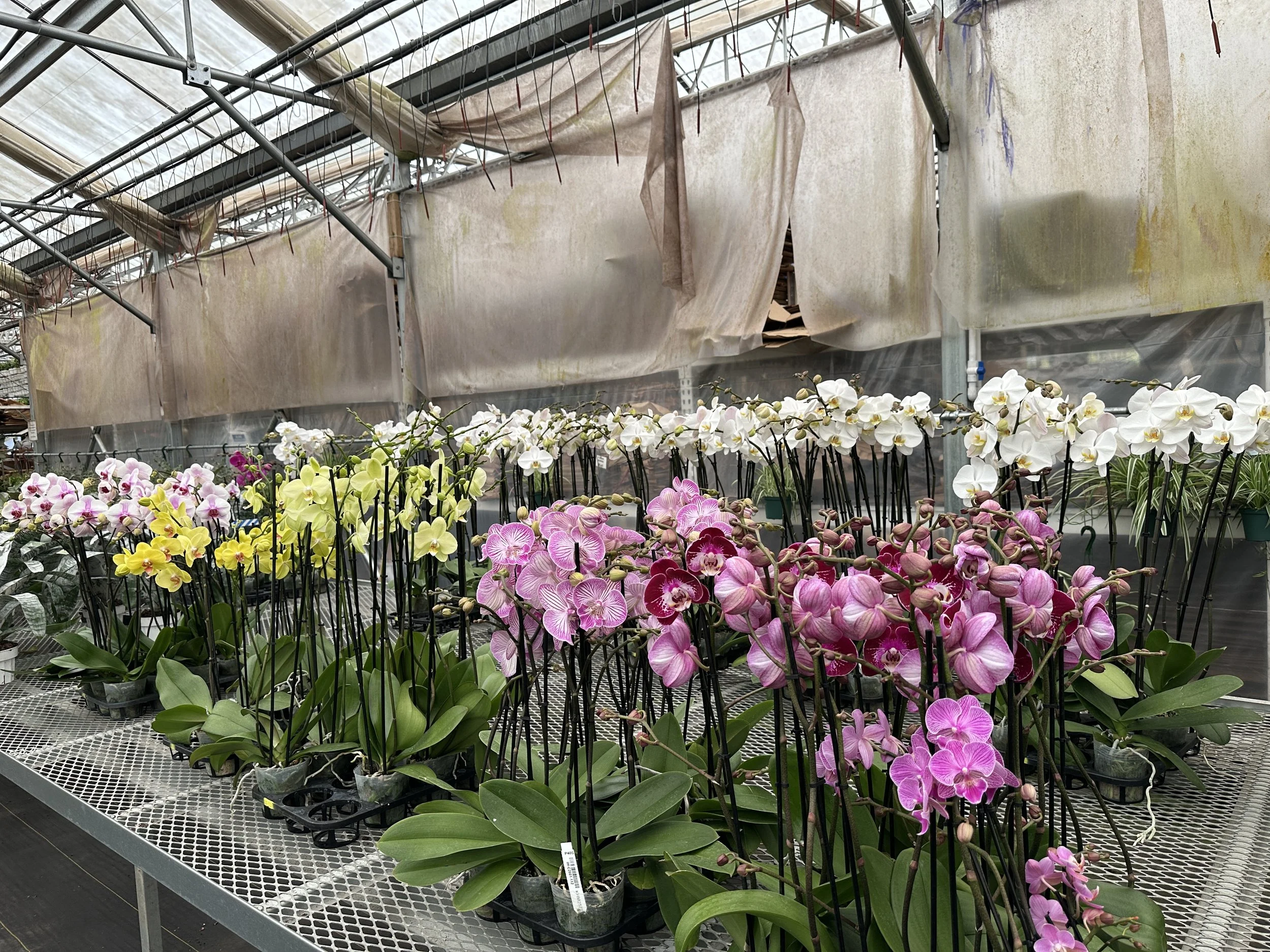 4" phaleonopsis double - $23.95