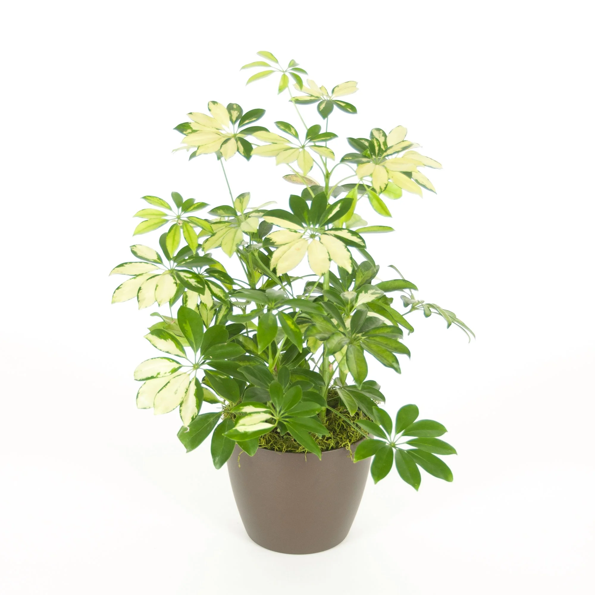 A potted houseplant with variegated green and yellow leaves.