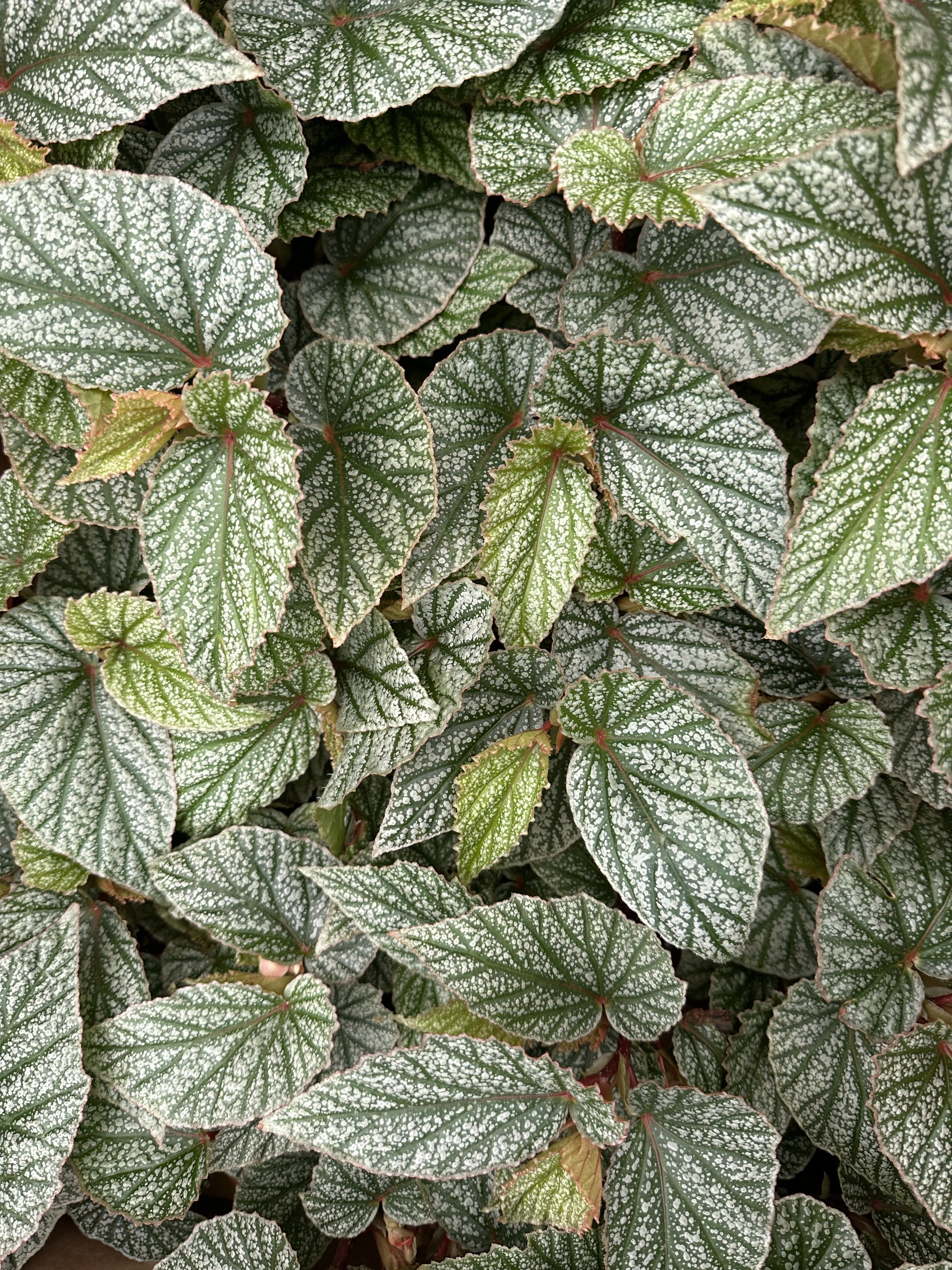 4" Begonia Snow Capped - $10.18