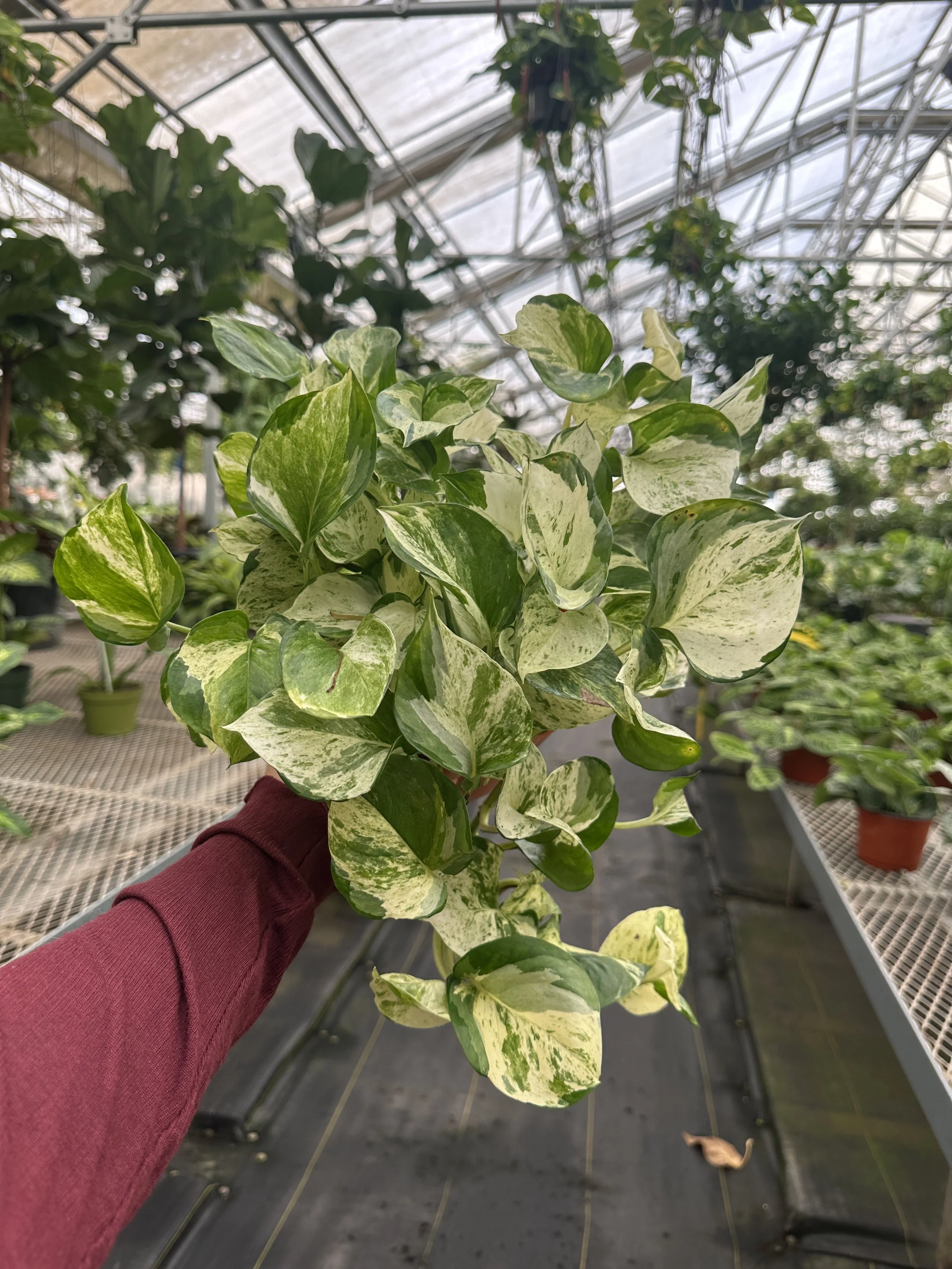 6" pothos manjula - $25