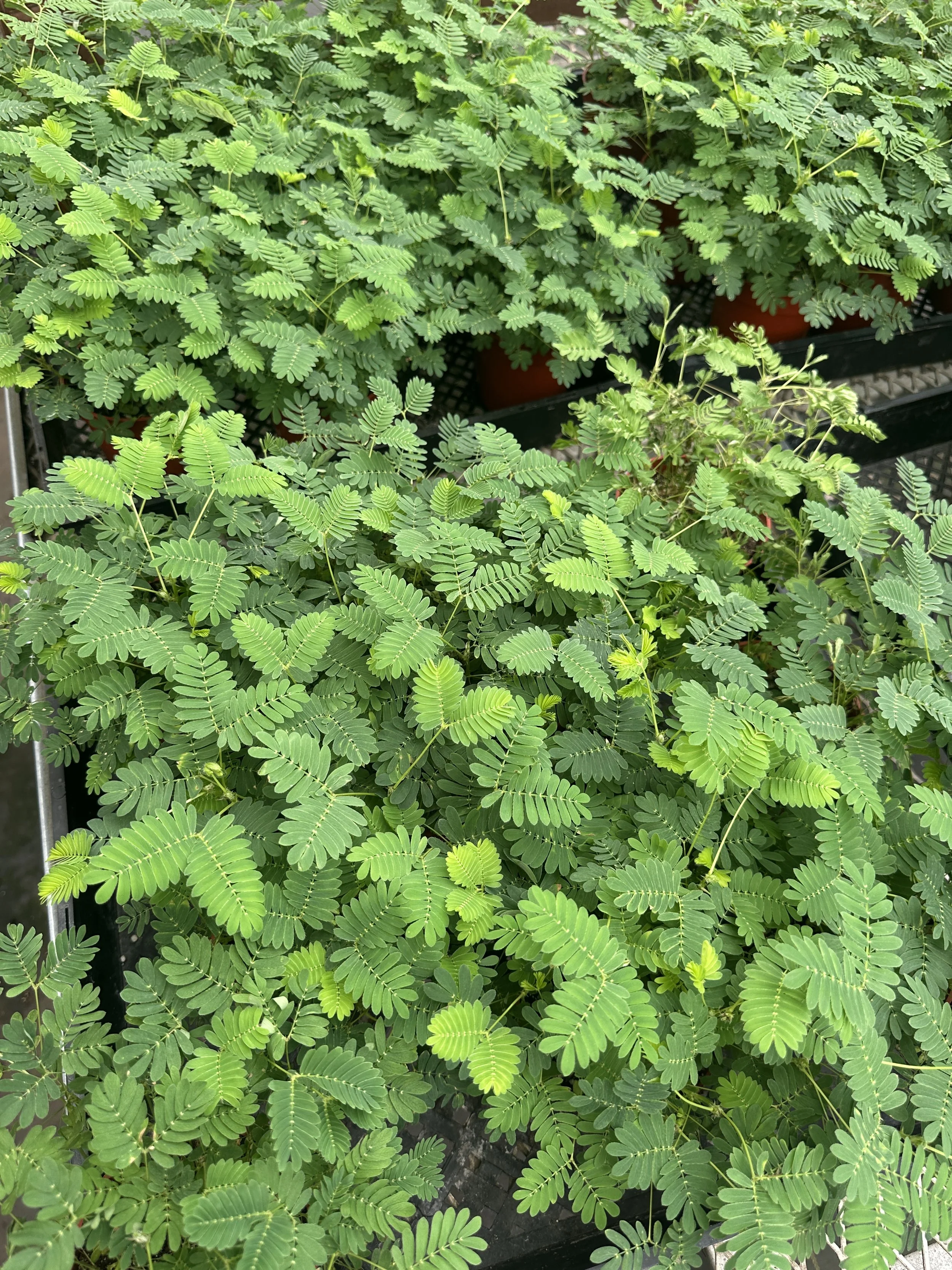 4" sensitive plant - $7.50