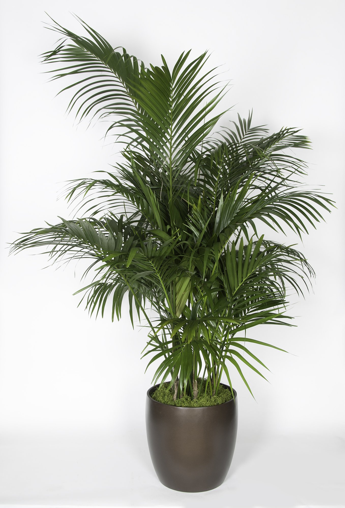 A tall potted palm plant with long, arching green fronds in a brown container set against a white background.