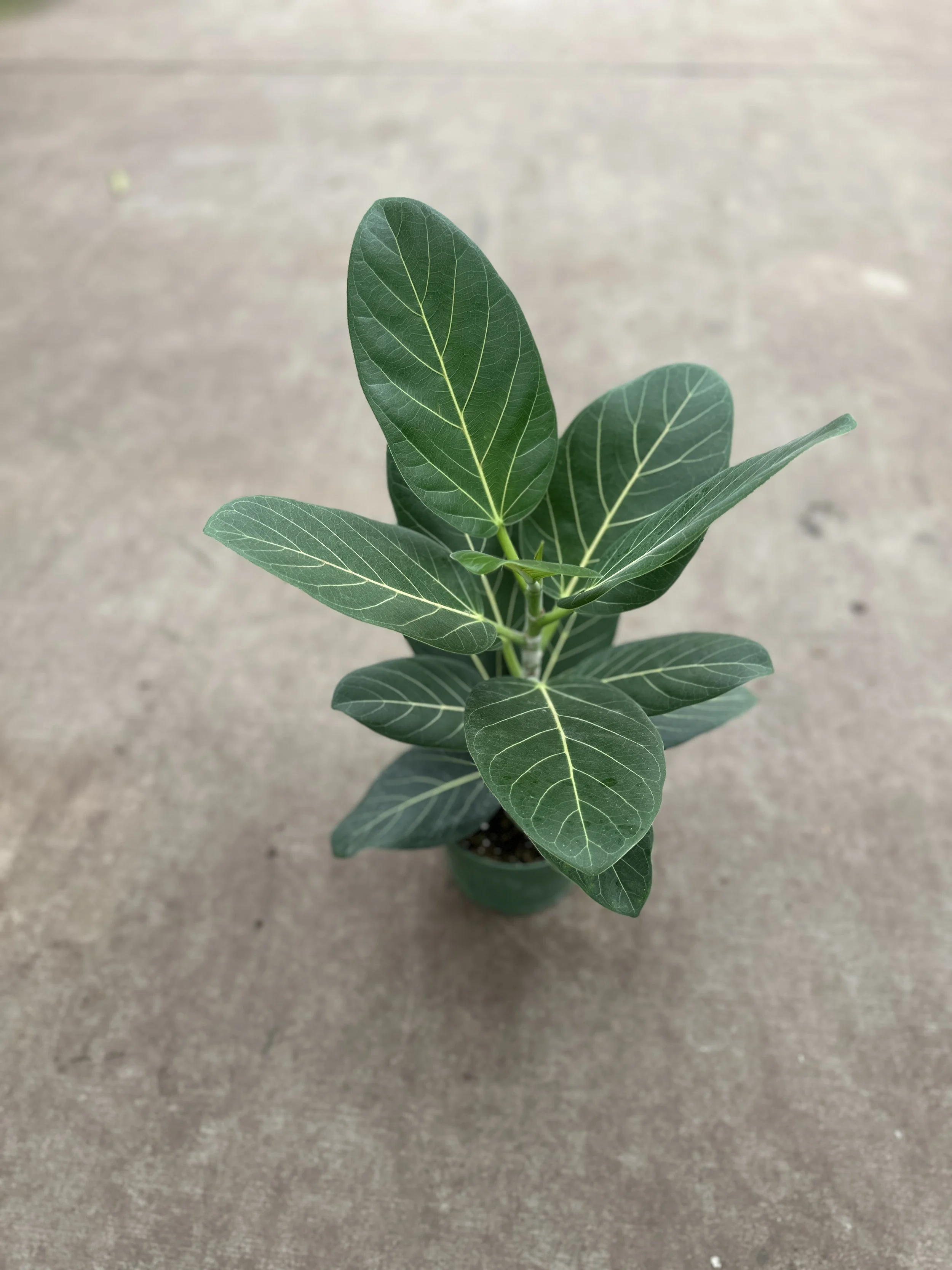6" ficus Audrey - $18.04