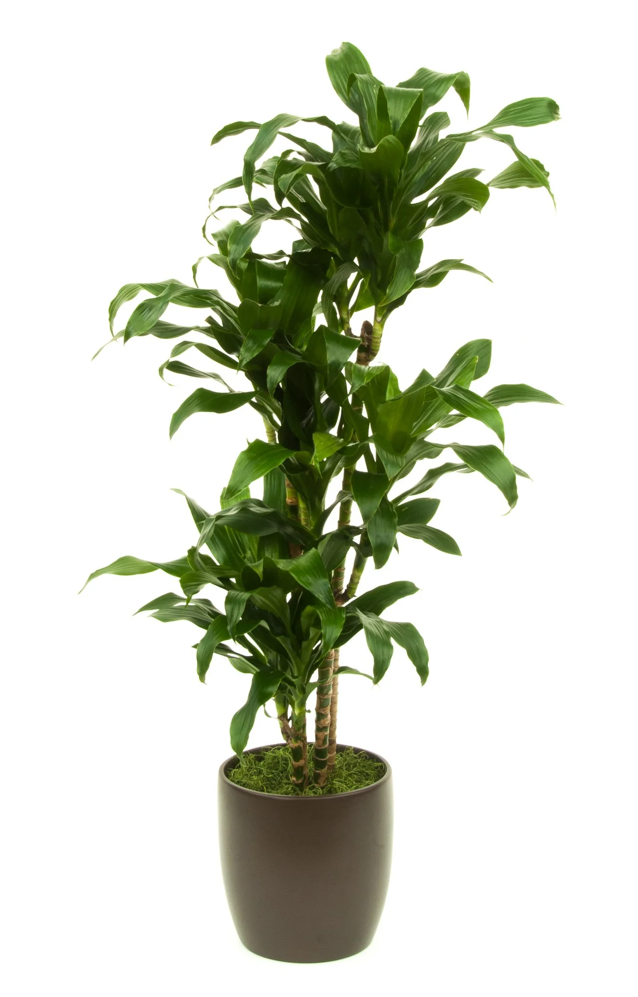 Indoor potted corn plant with green leaves in a black container.