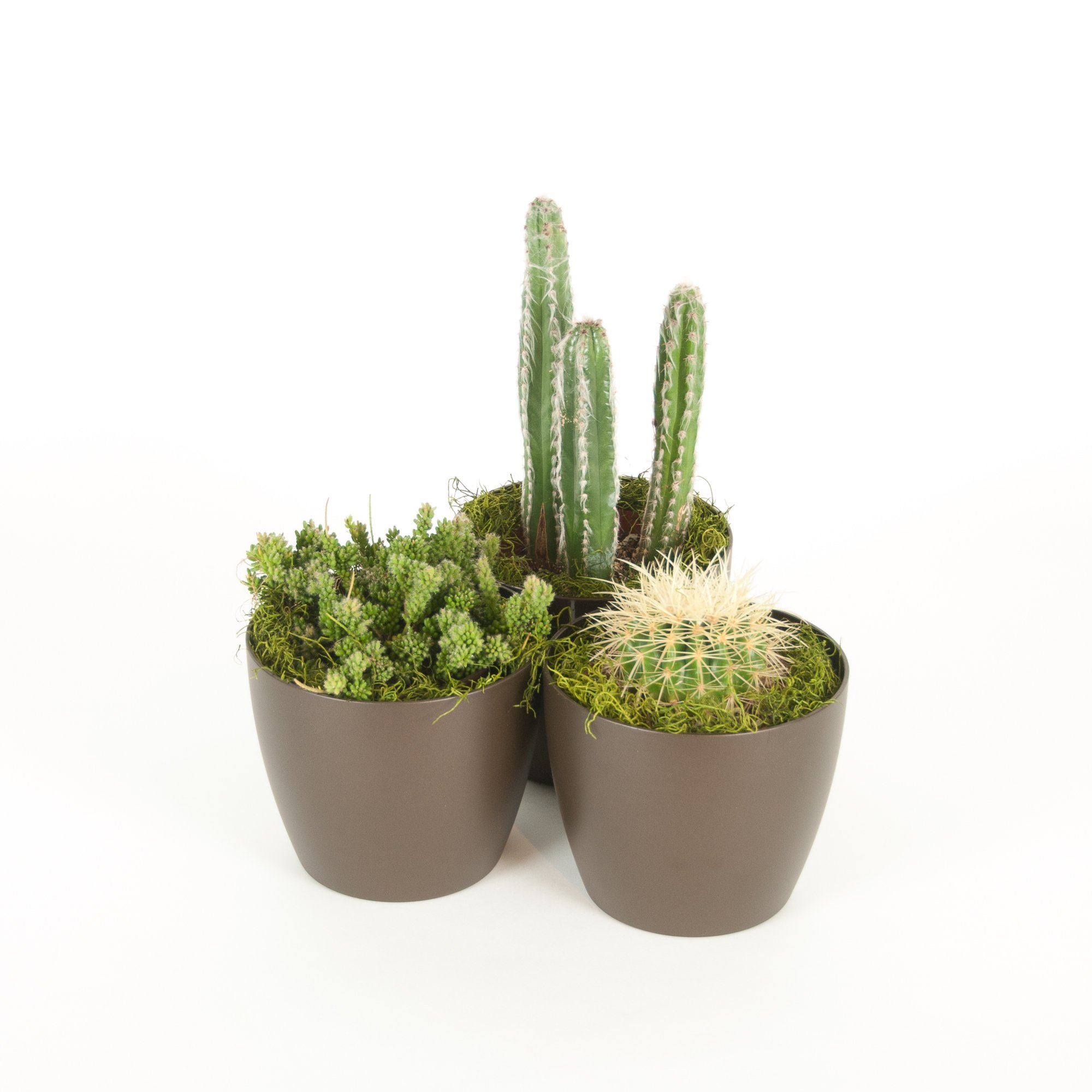 Four potted cacti and succulents arranged on a white background.