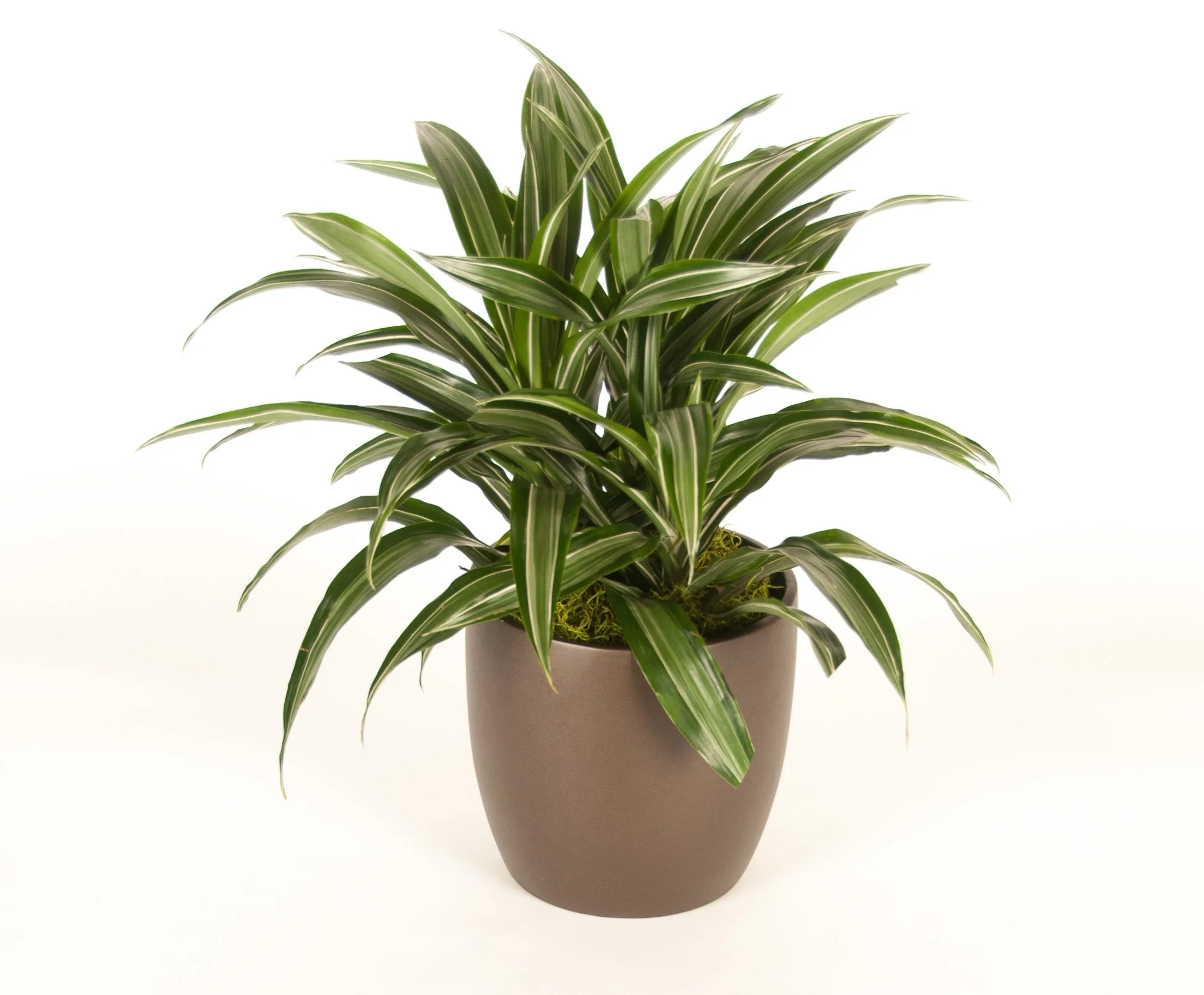 A potted houseplant with long green and white striped leaves in a beige vase against a white background.