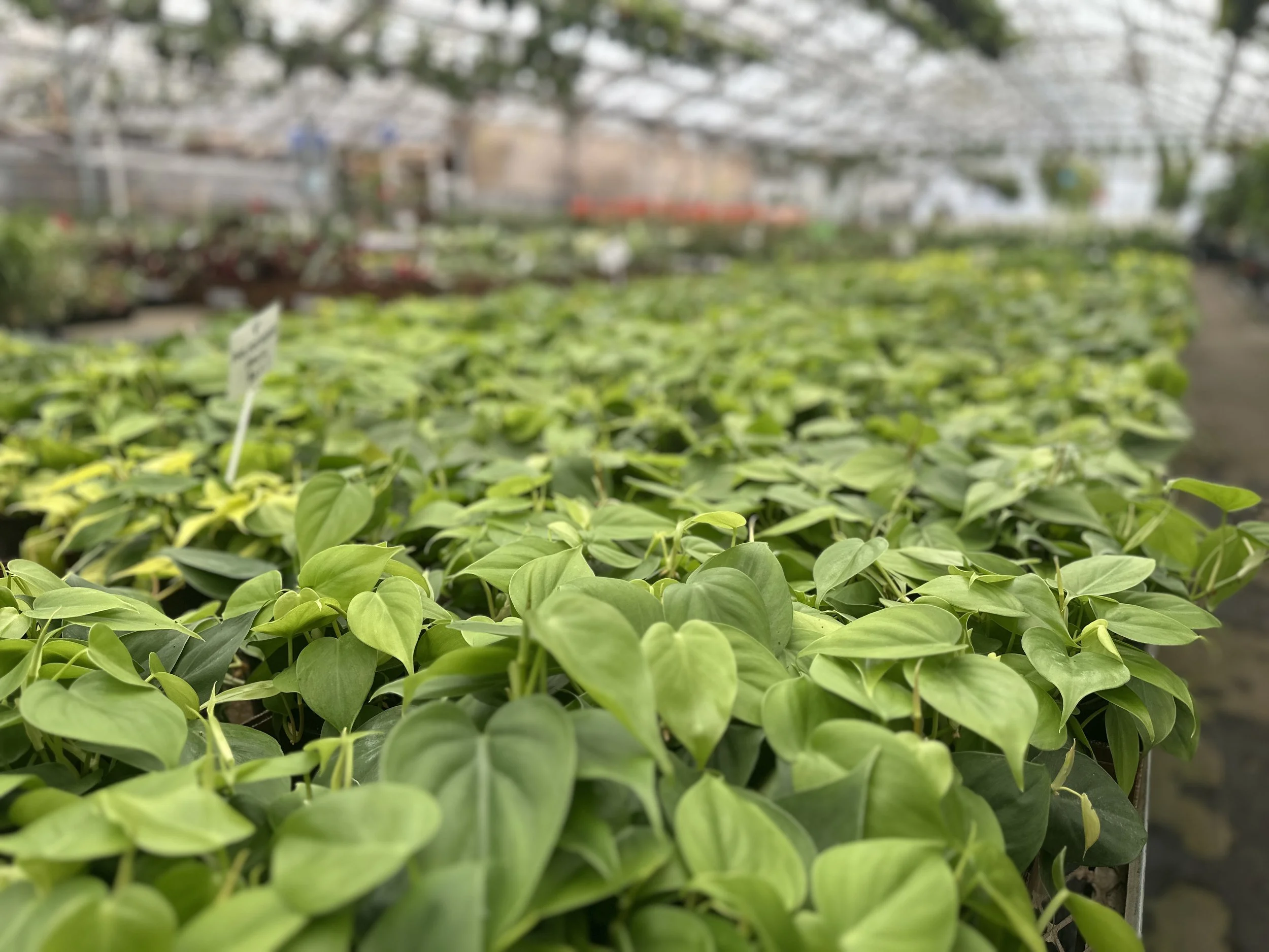 Green leafy plants inside a greenhouse.