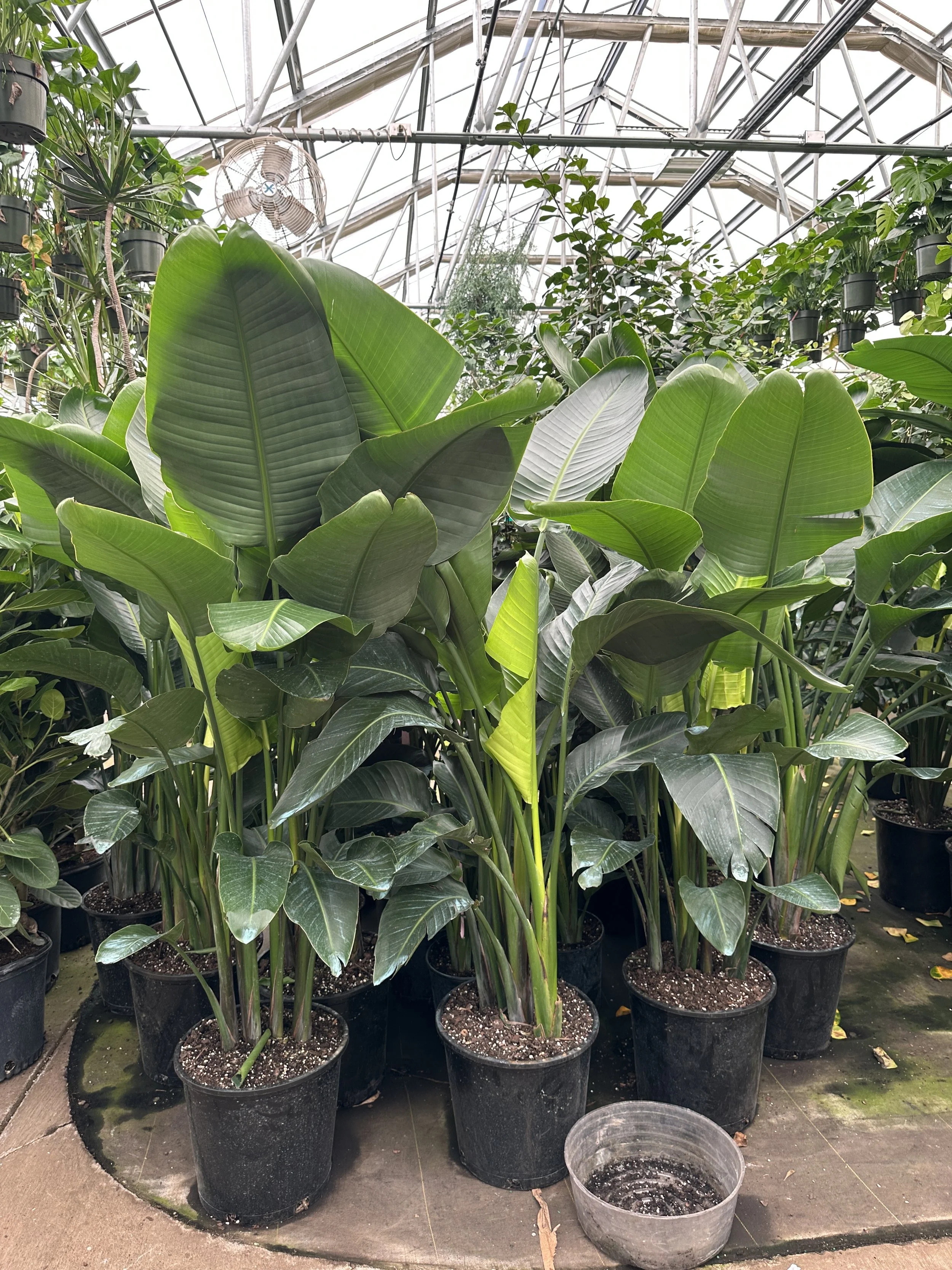 14" bird of paradise 6' - $122.65