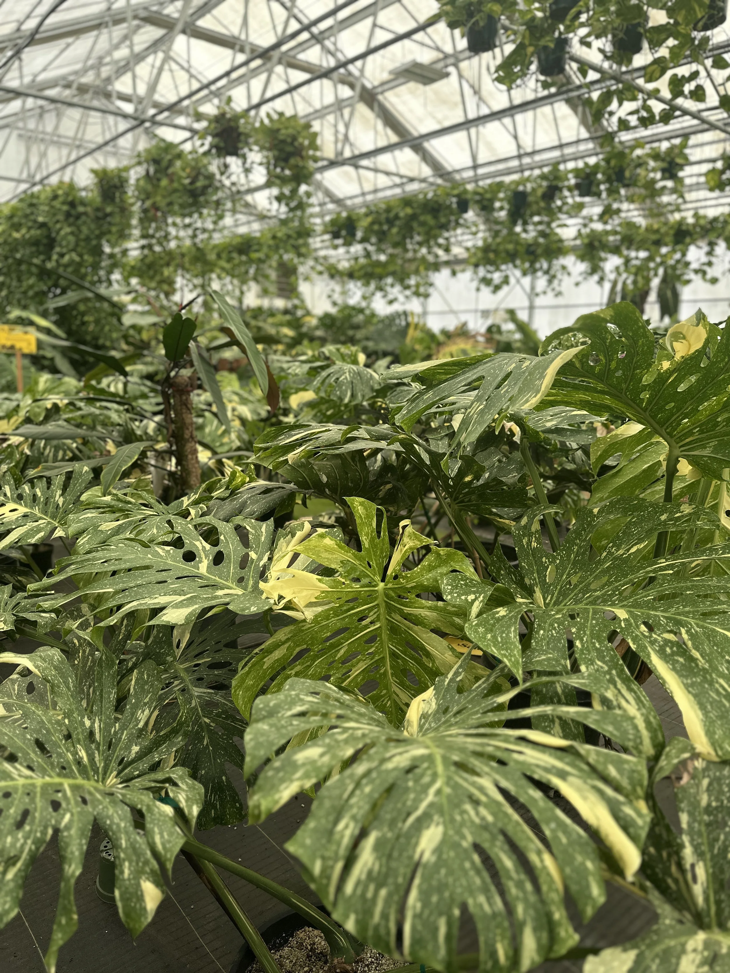 Green leafy plants with variegated yellow and green foliage growing in a greenhouse.