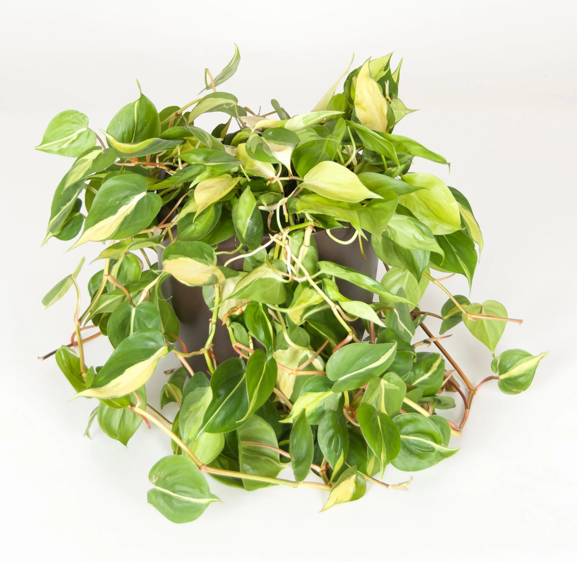 A lush potted pothos plant with variegated green and yellow leaves against a white background.