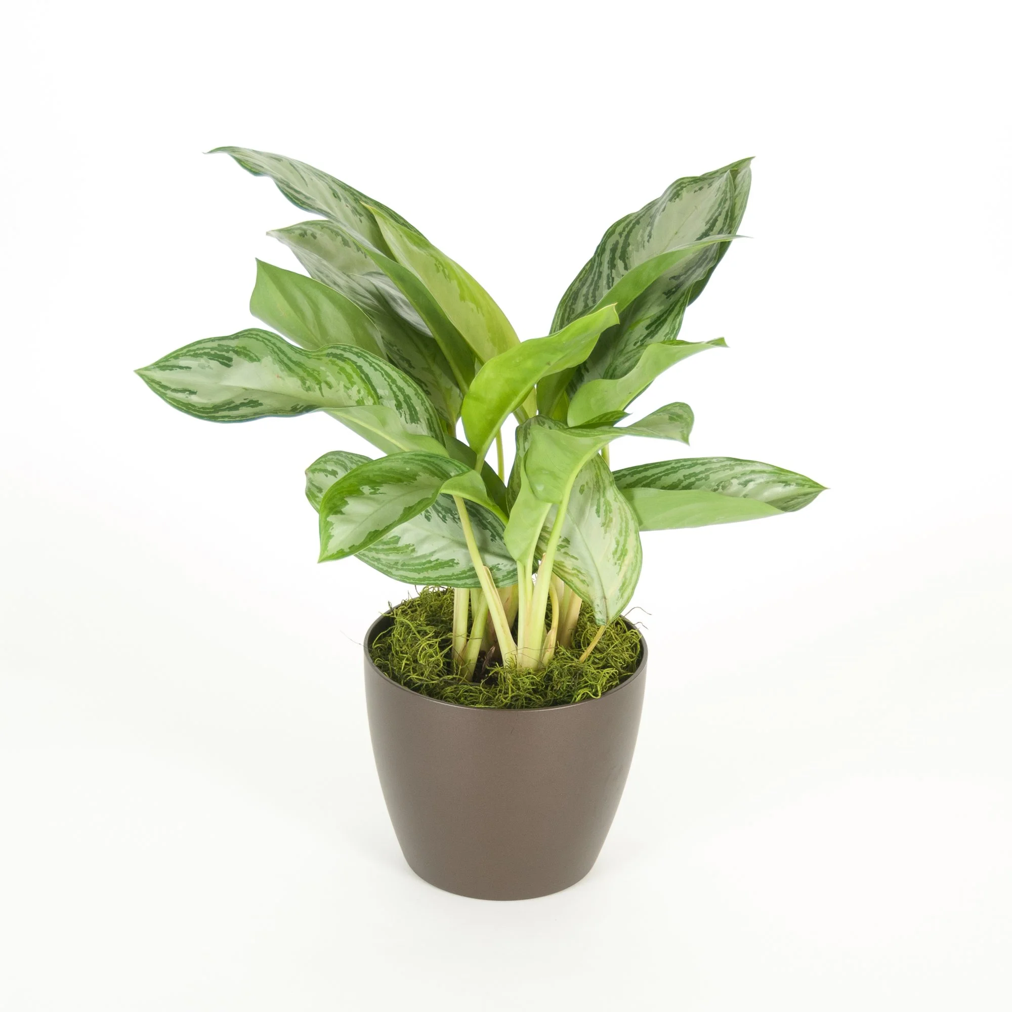 A potted houseplant with variegated green and white leaves, placed against a white background.