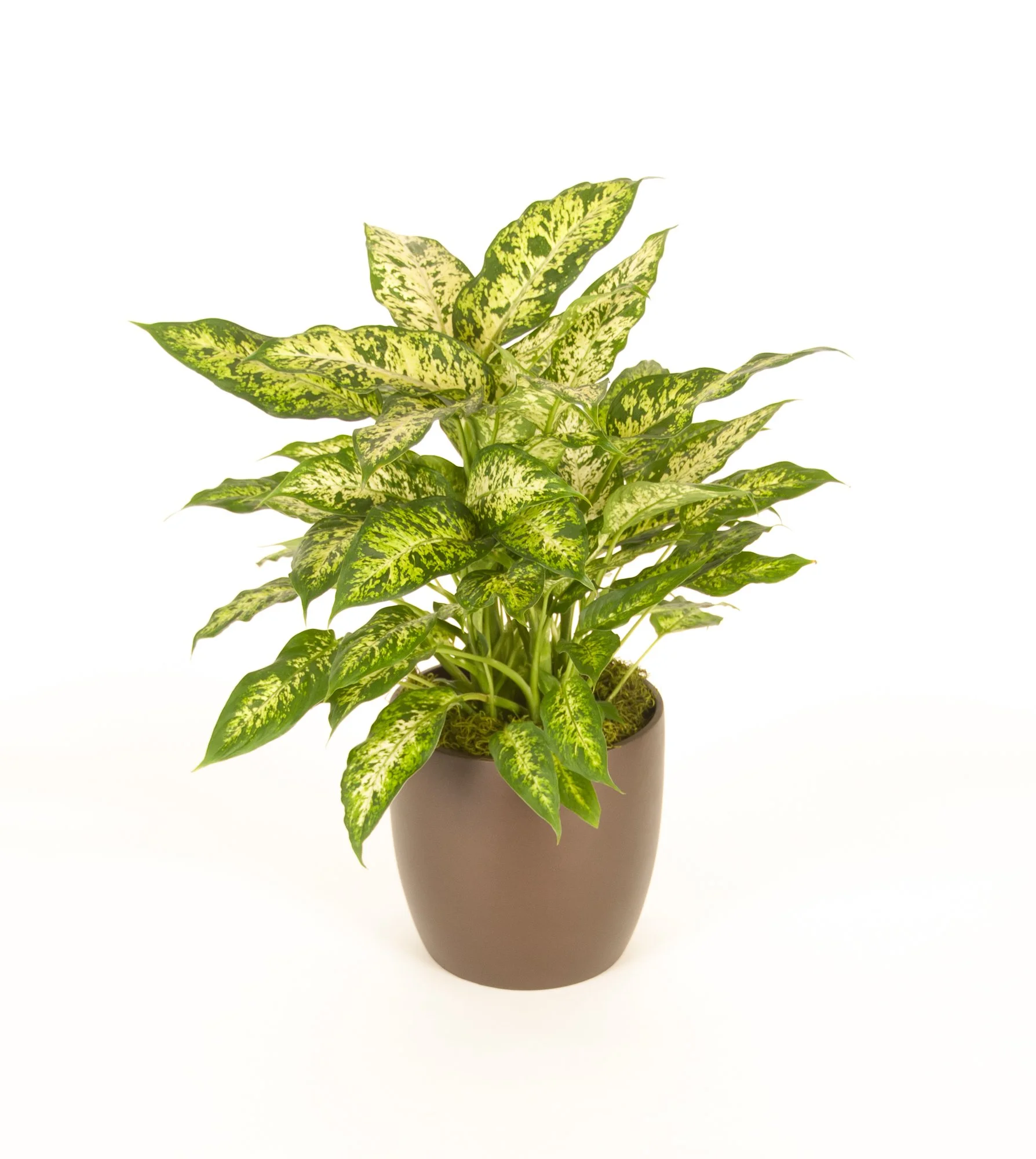 A potted variegated pothos plant with green and yellow leaves on a white background.
