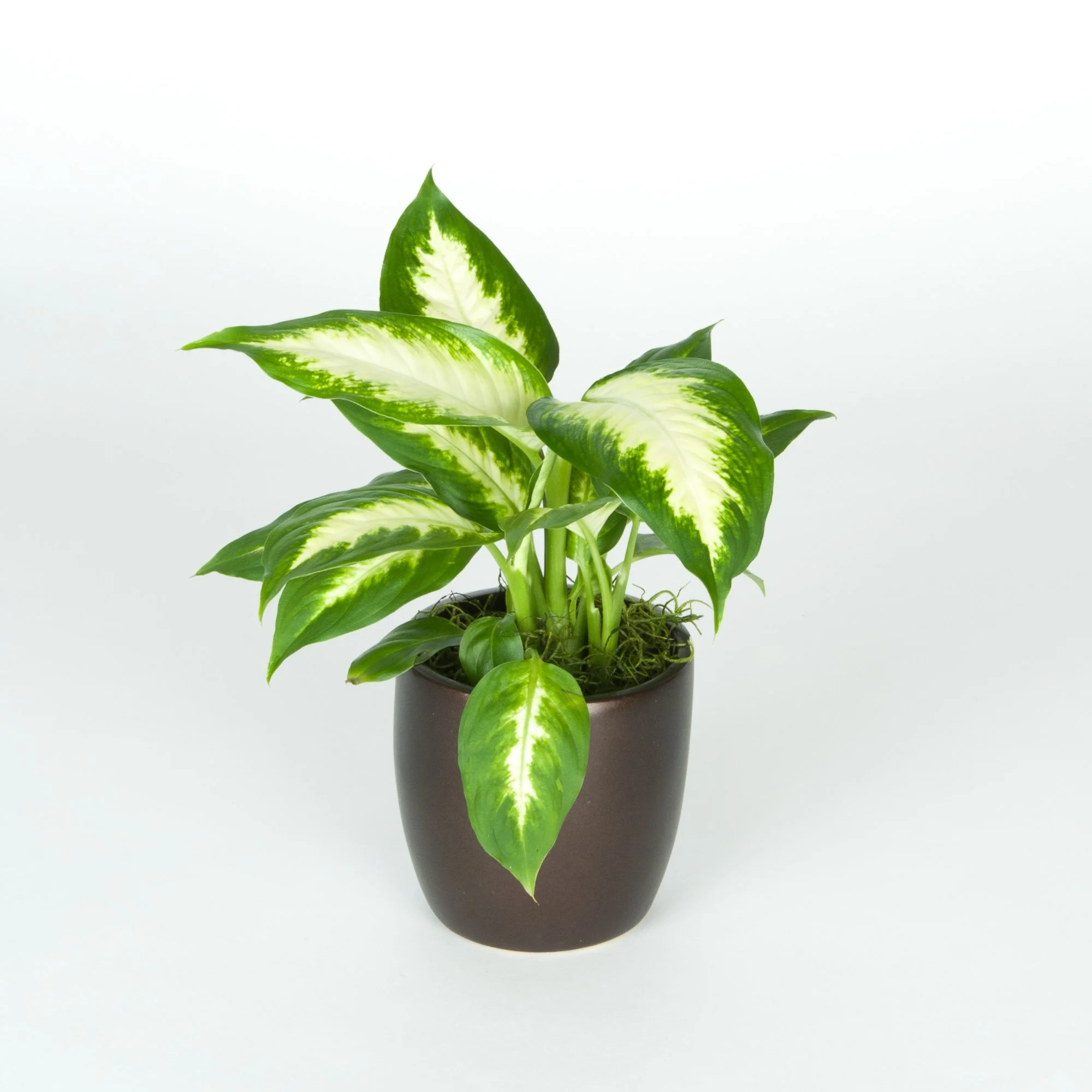 A potted plant with variegated green and white leaves against a plain white background.
