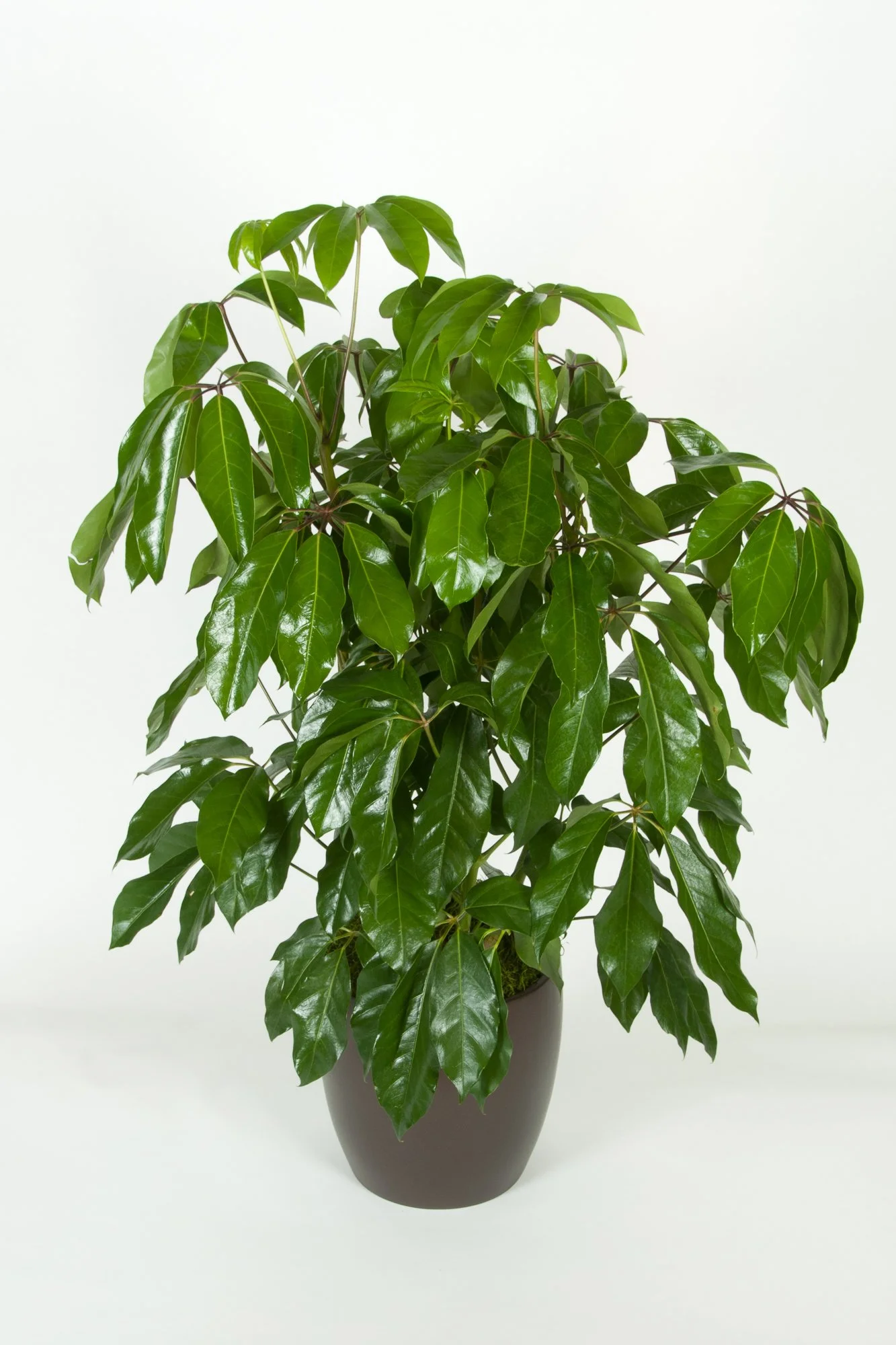 Indoor potted plant with glossy green leaves in a brown vase on a white background.
