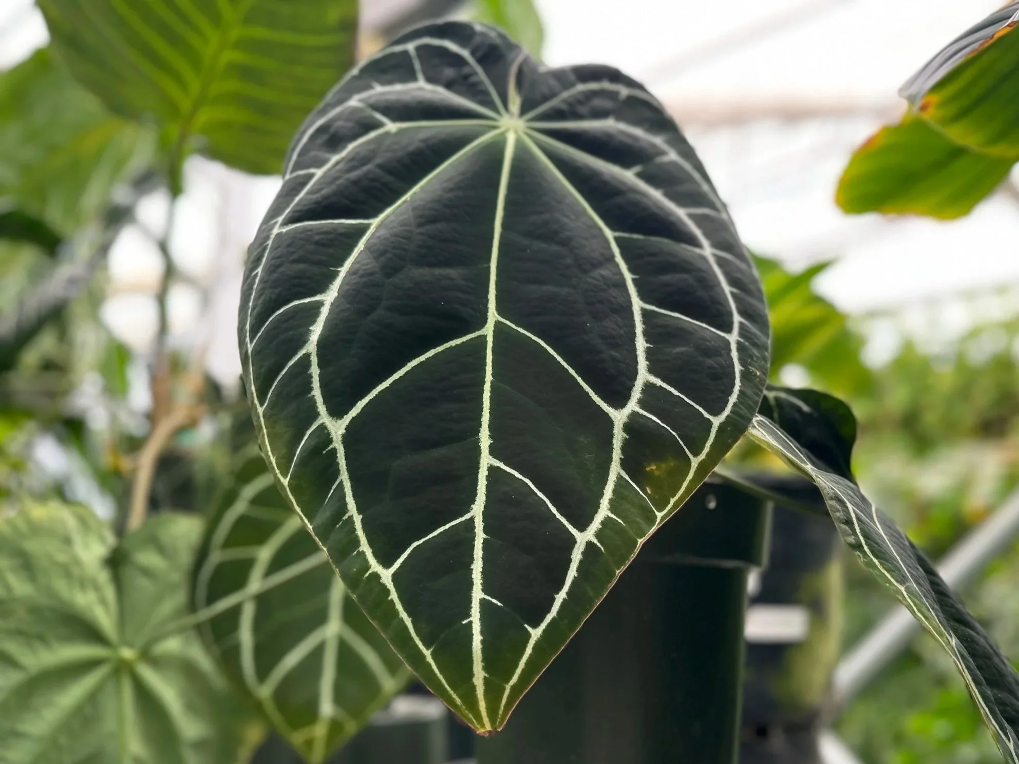 Close-up of a dark green leaf with white veins, shaped like a heart, surrounded by other green leaves.