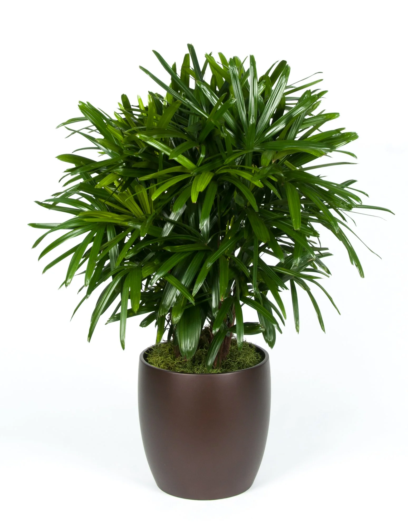 A potted green leafy indoor plant with long, narrow, glossy leaves in a dark brown pot