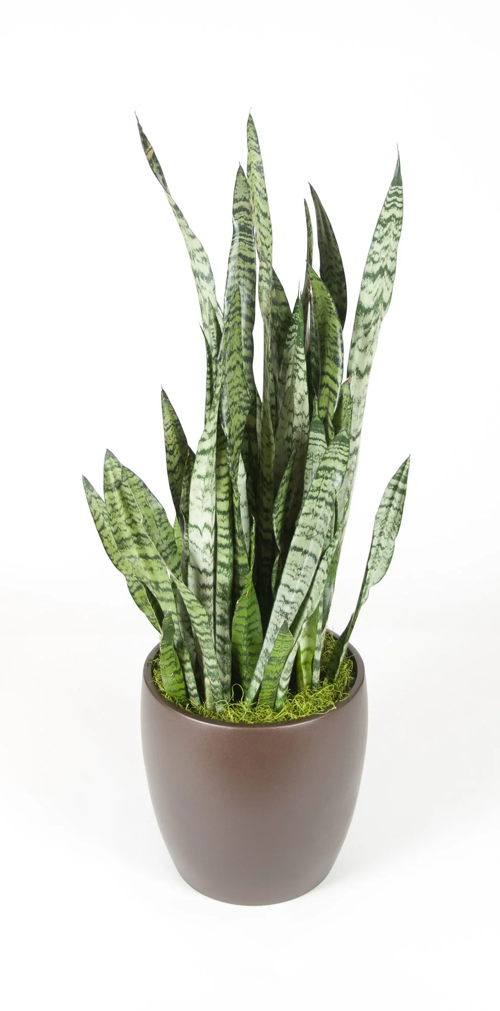 A potted snake plant with tall, slender, variegated green and yellow leaves against a plain white background.