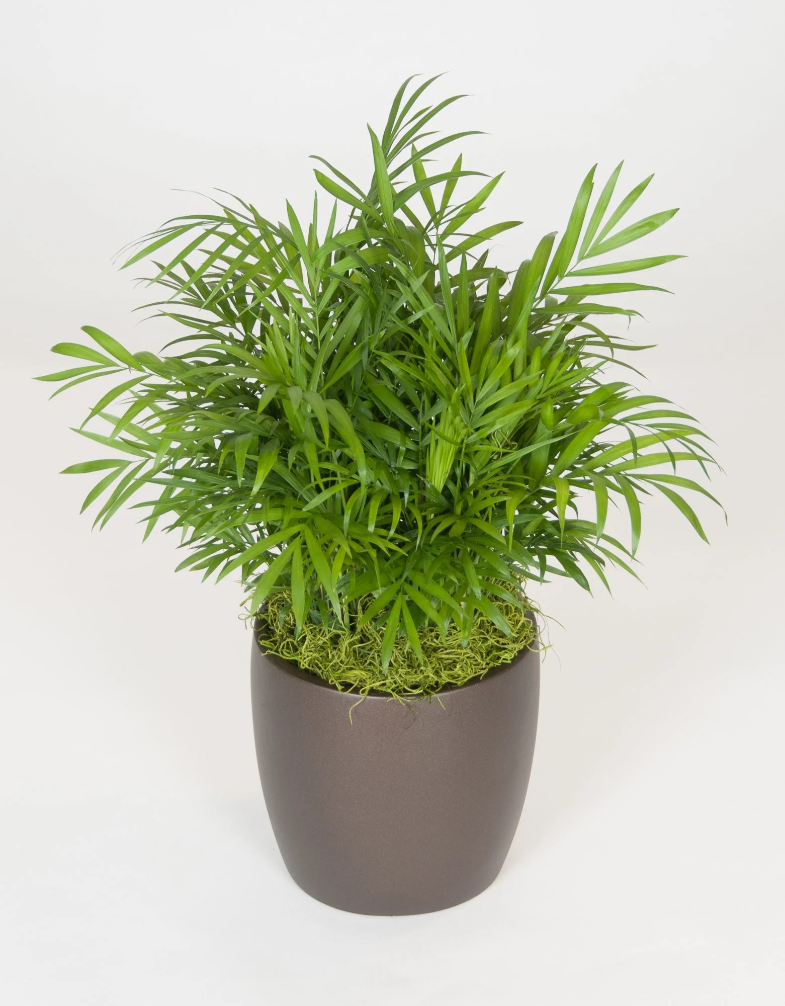 A potted green plant with long, narrow leaves in a dark brown urn-shaped container.
