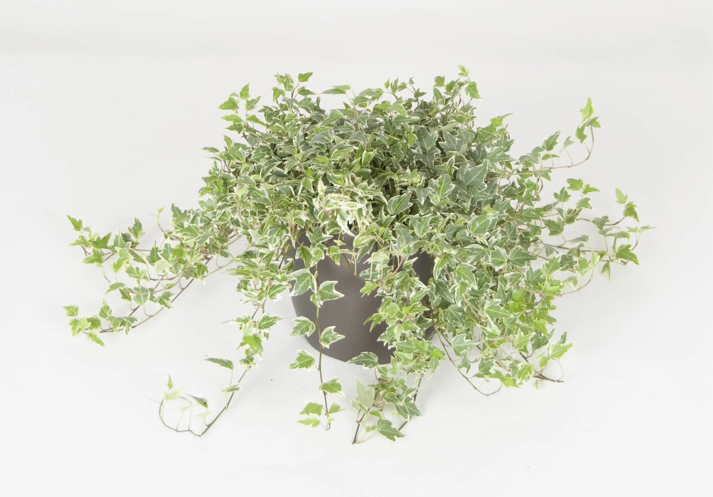 A potted ivy plant with variegated green and cream leaves on a white background.