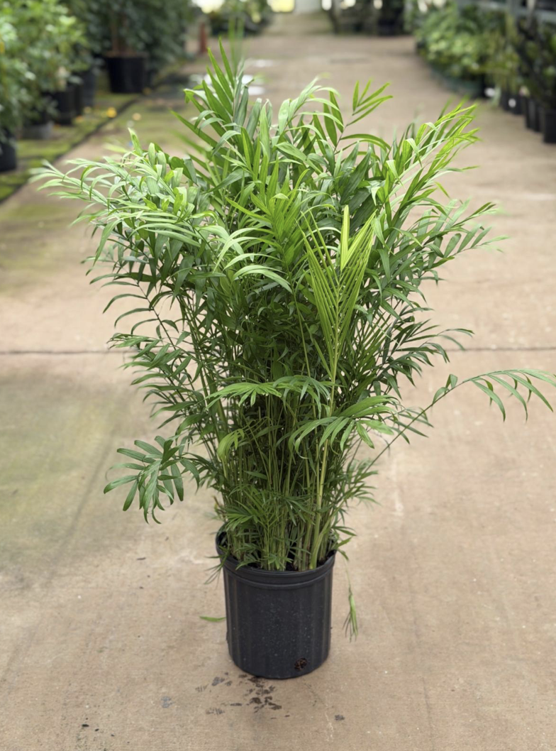 8in Neanthe Bella Palm - $27.08