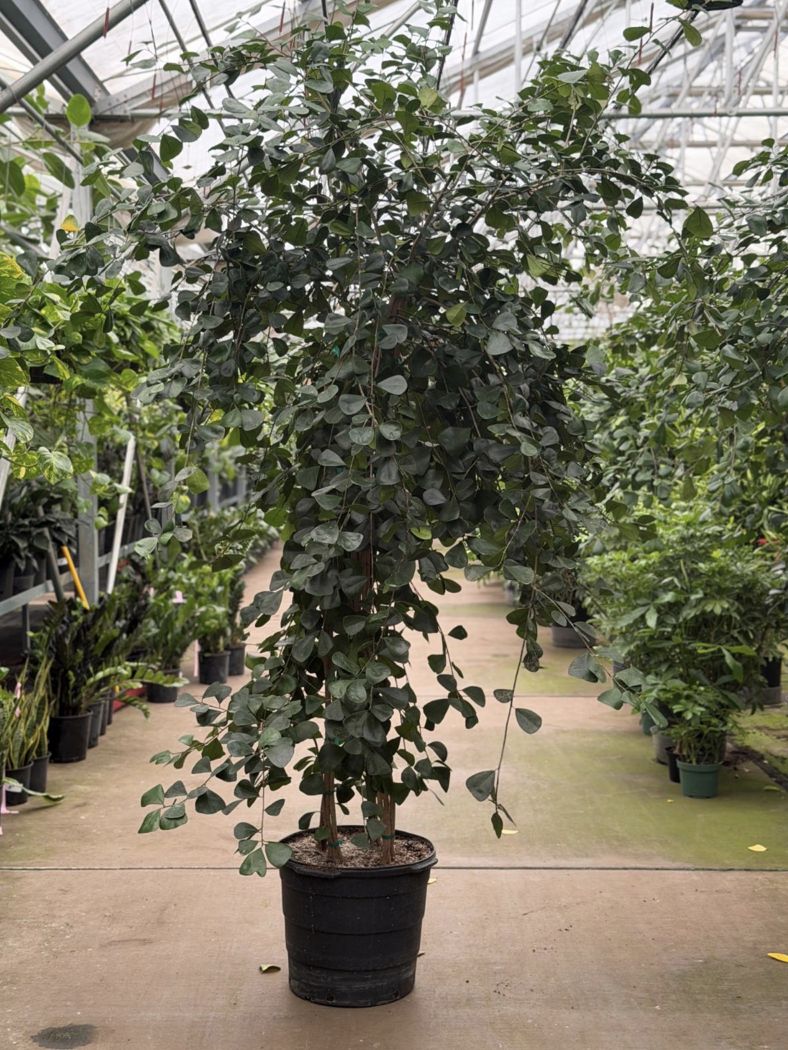 10gal Ficus Triangularis 7'-9' - $283.45