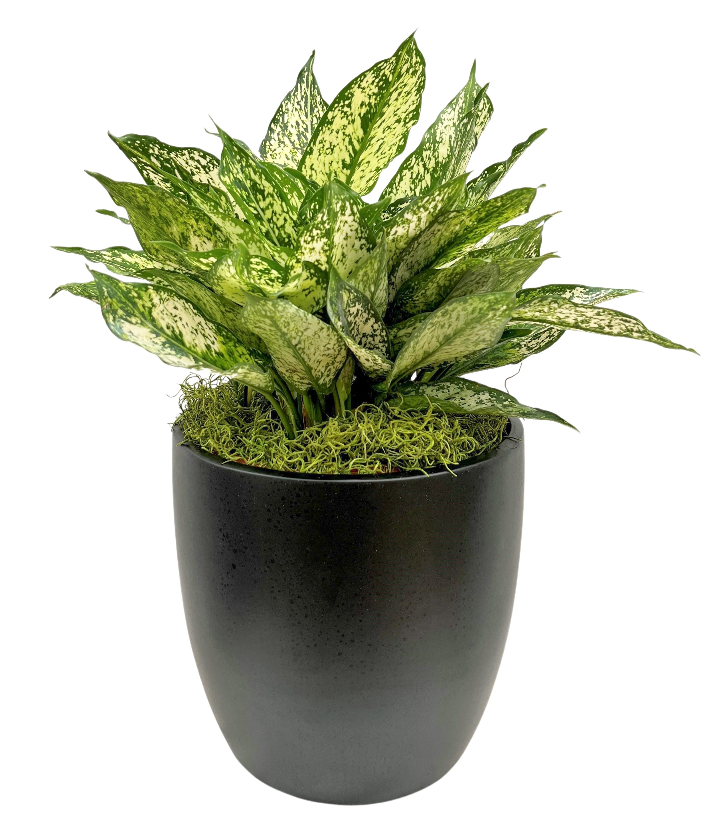 A potted plant with green and white variegated leaves in a black pot.