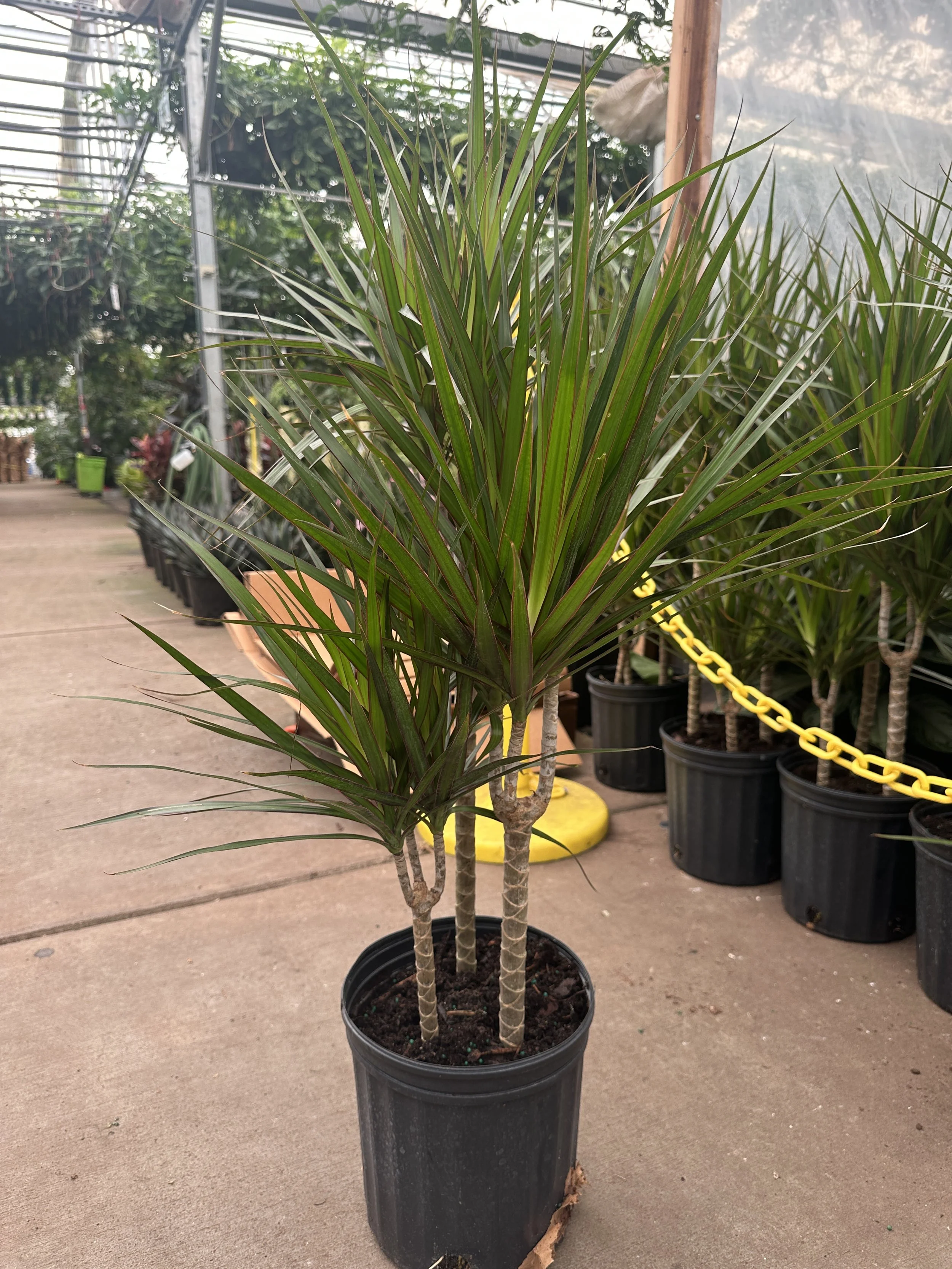 8" dracaena marginata c/b 3ppp- $36.30