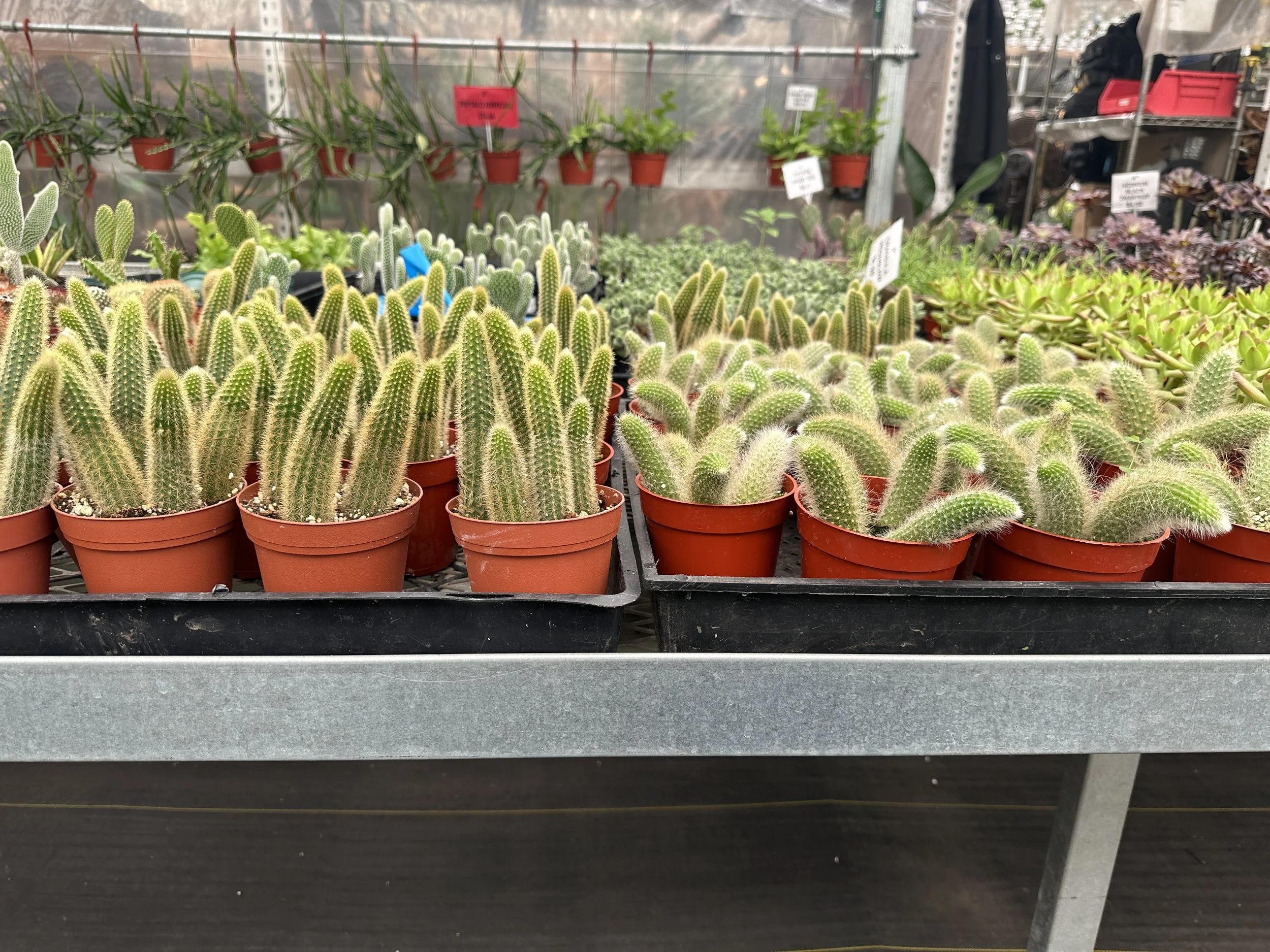 4" assorted cactus - $4.61