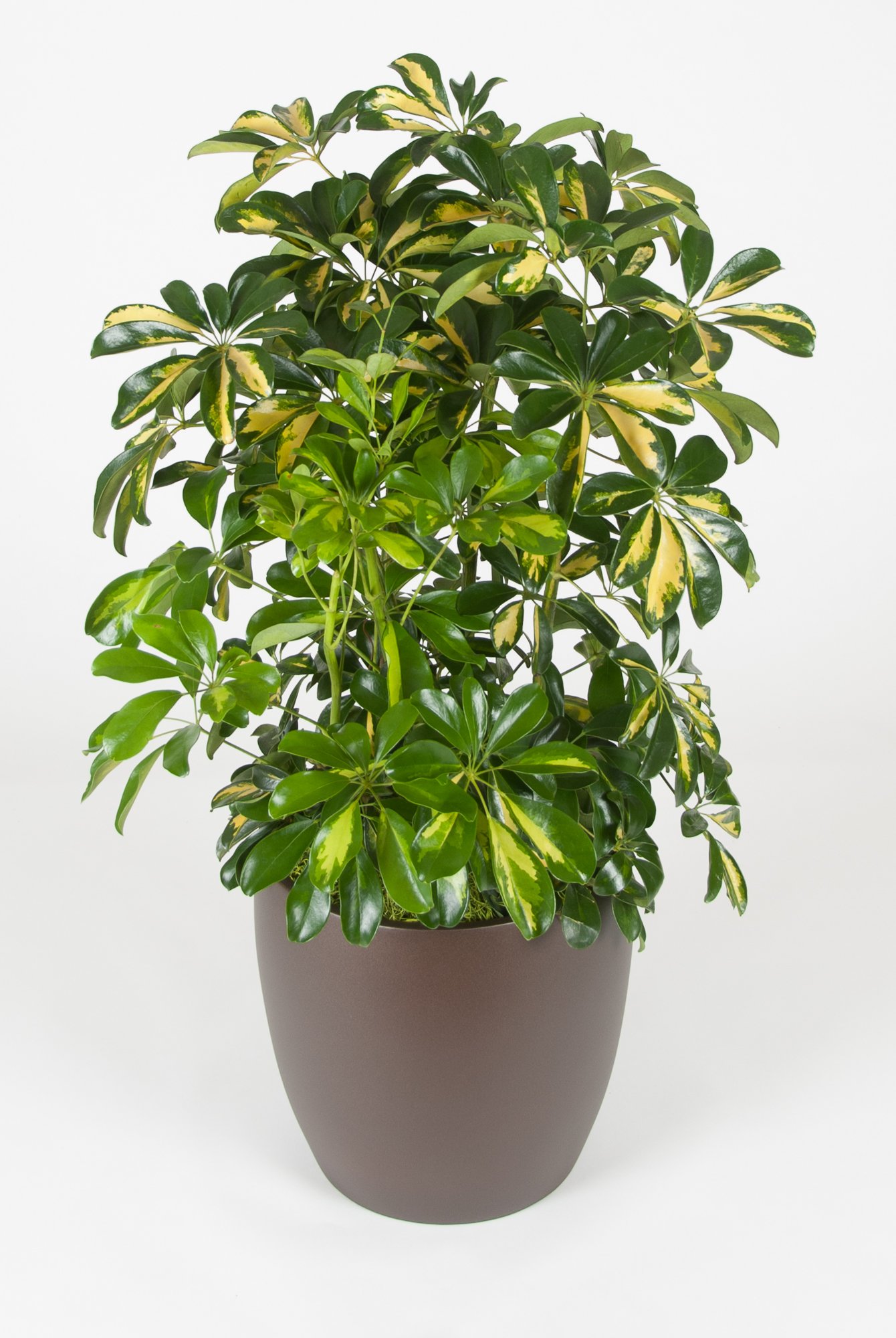 A potted indoor plant with lush green and variegated leaves against a plain white background.