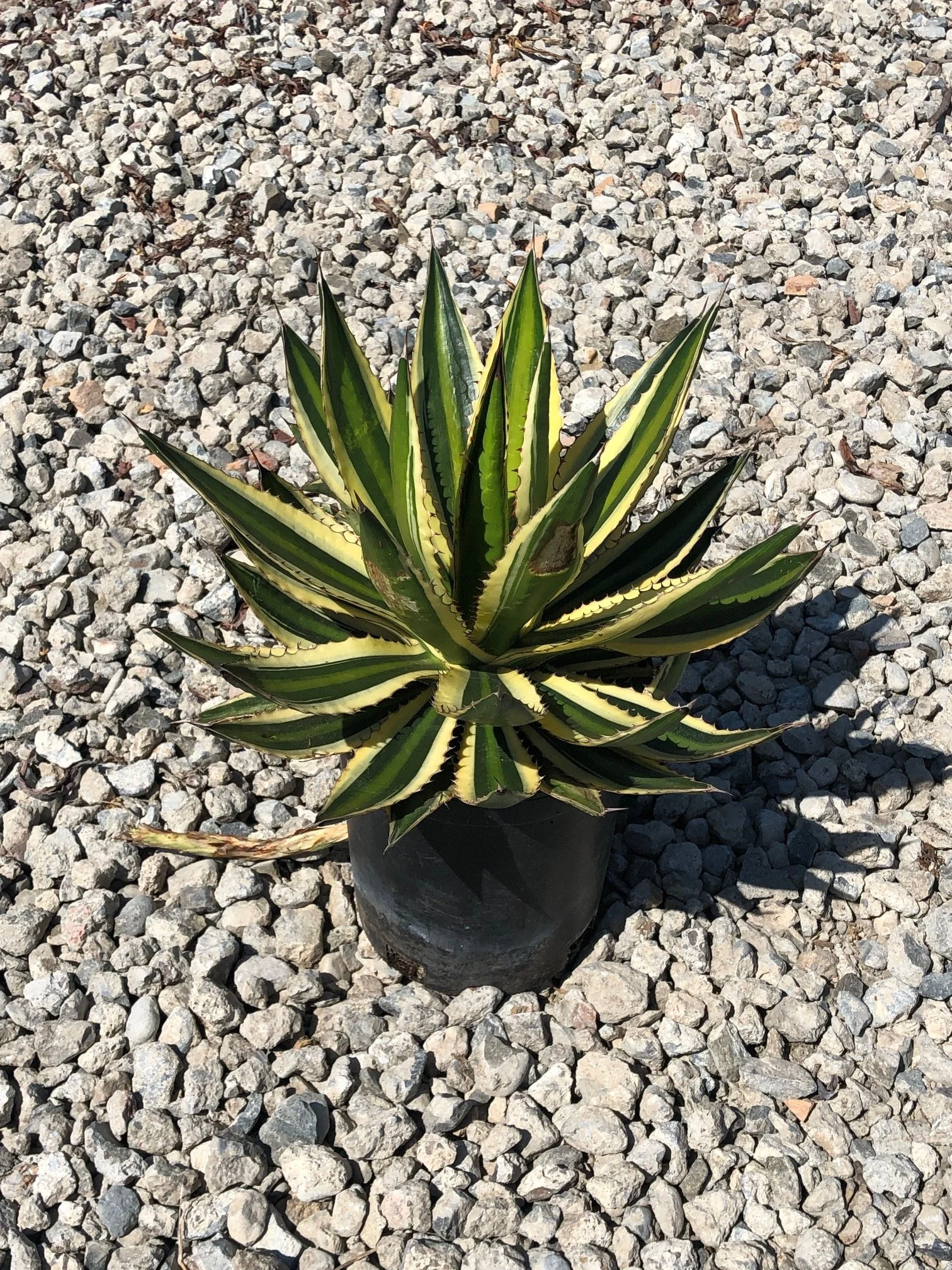A potted Sansevieria plant with long, pointed green and yellow leaves, placed on a bed of small gray rocks.