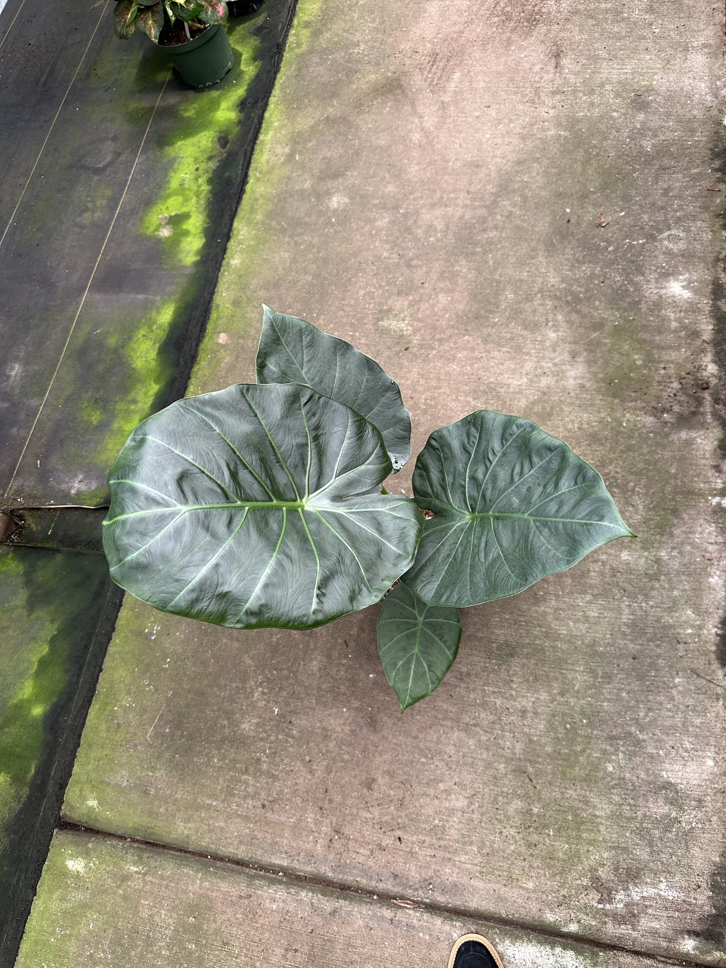 8" alocasia regal shields - $24.58