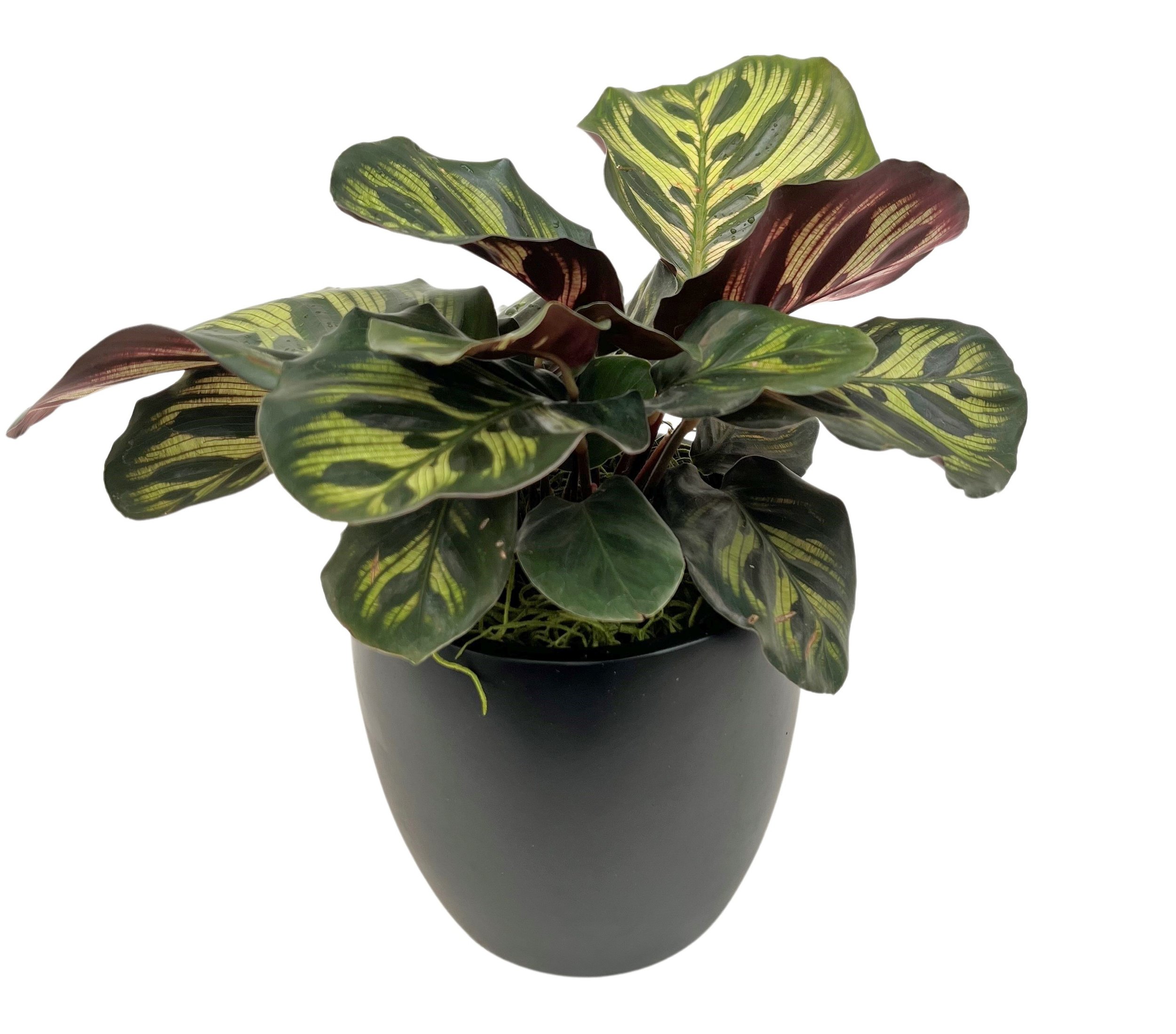 Potted plant with green, yellow, and maroon variegated leaves against a white background.