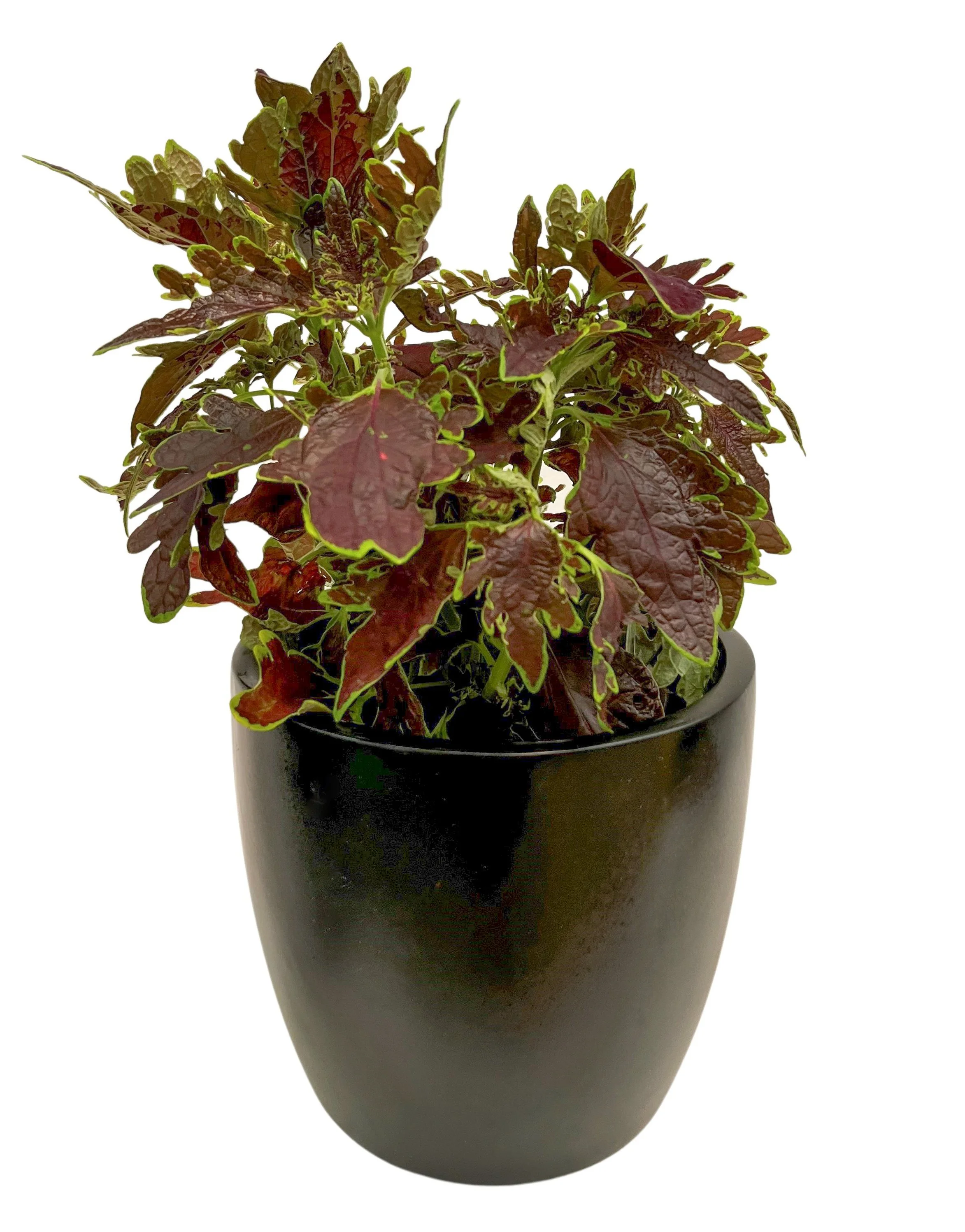 A potted plant with dark reddish-green and green leaves set against a white background.