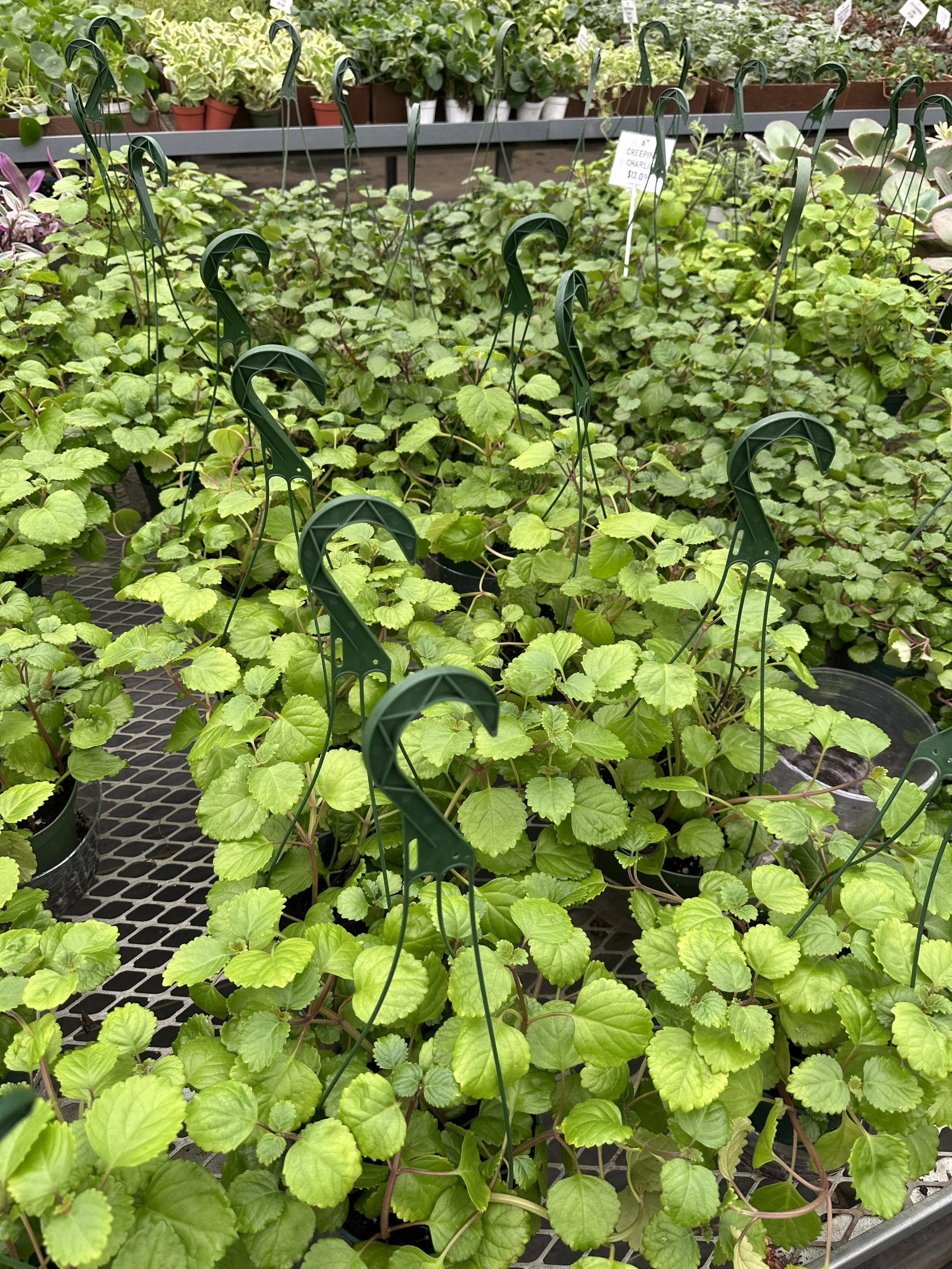 6" creeping Charlie - $13.09