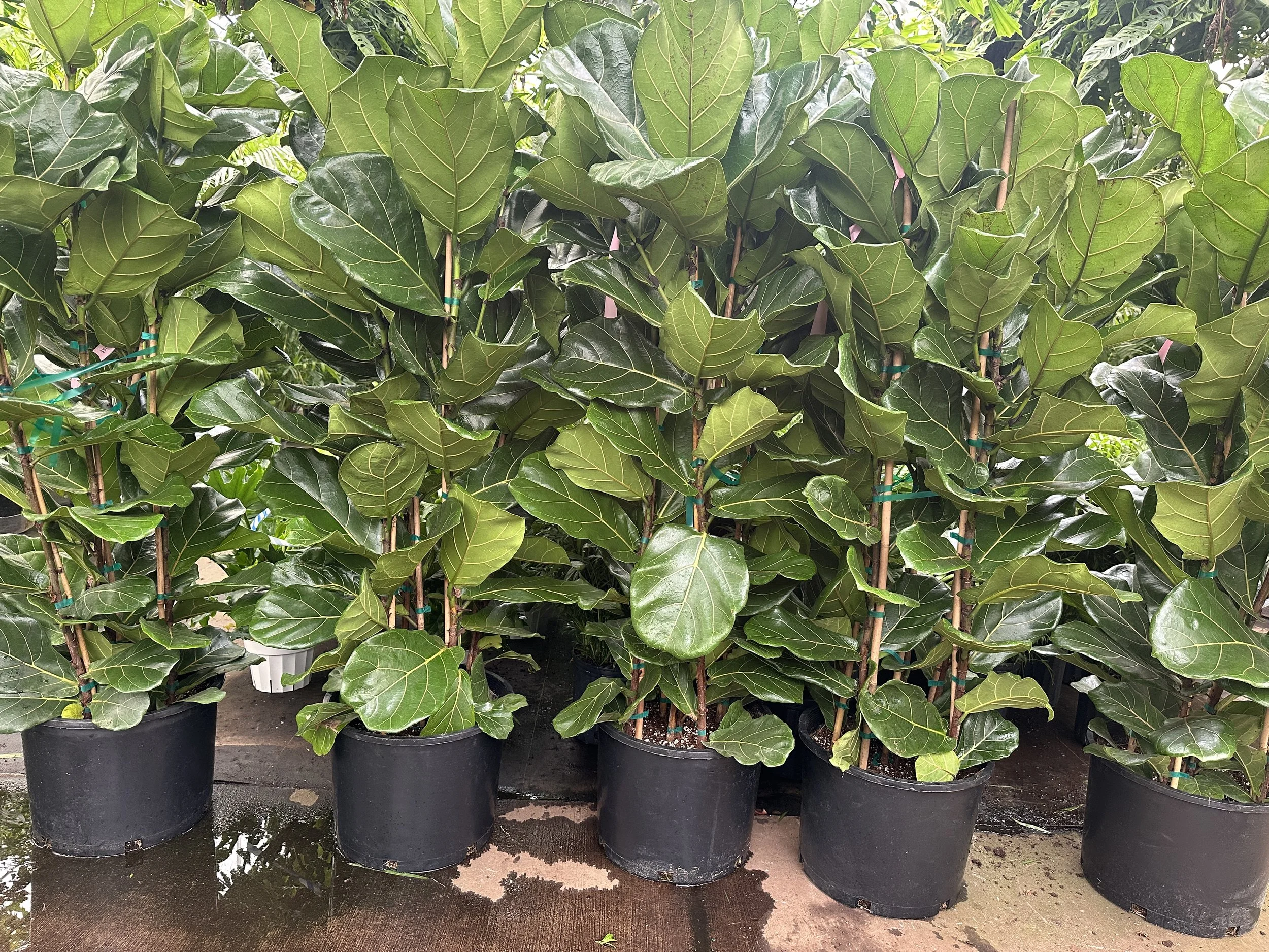 14" Ficus Lyrata column - $124.04