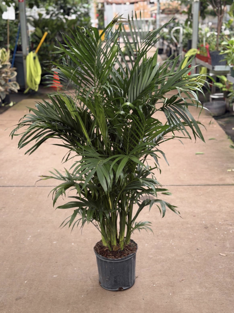 10" cat palm - $47.03