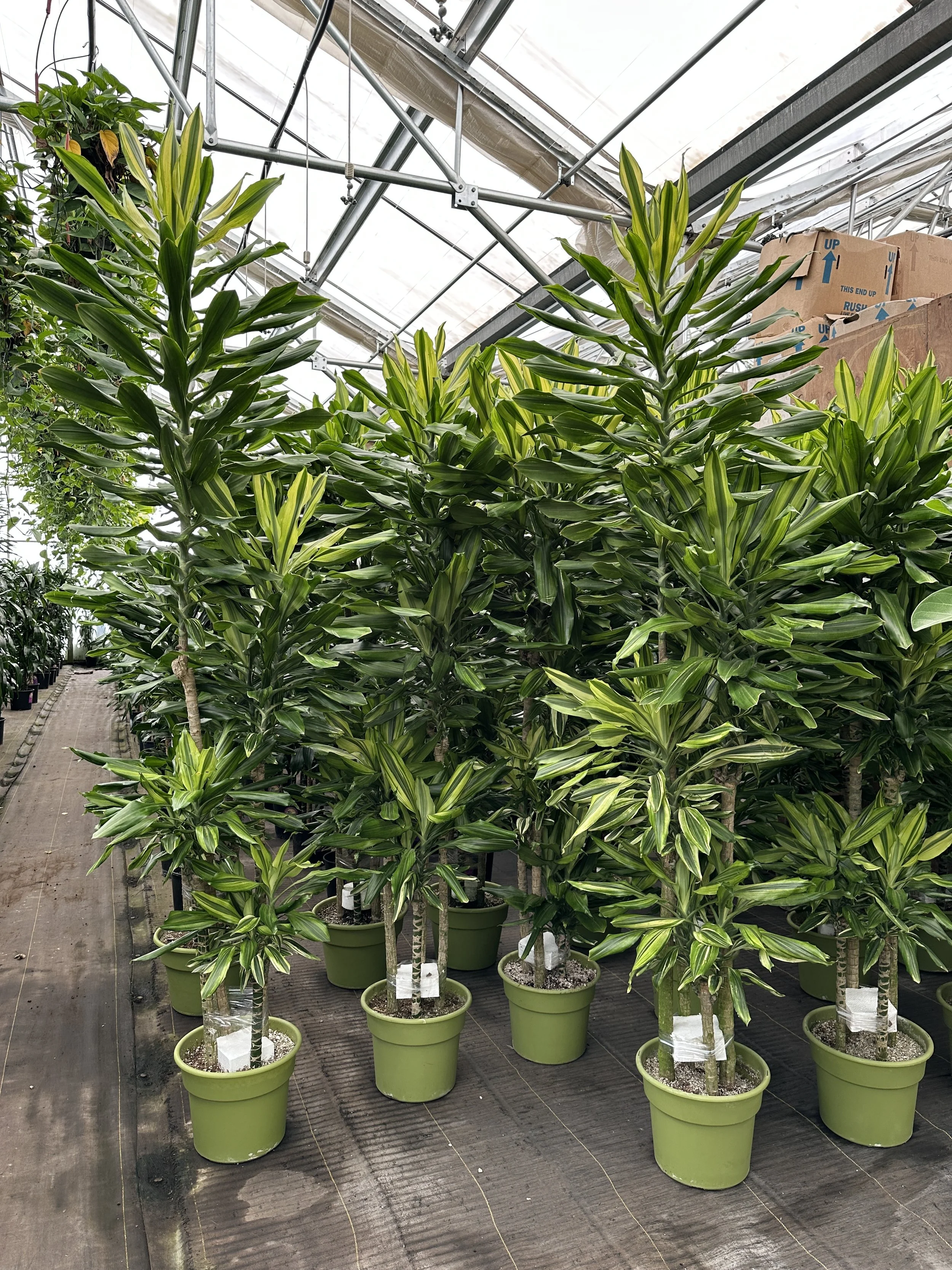 12" dracaena stednereii sol 6'+ - $123.97