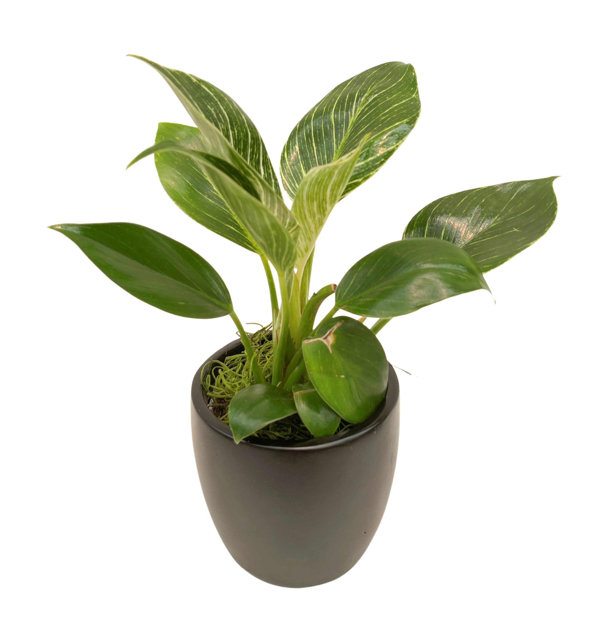 Close-up of a potted houseplant with green leaves, some with variegated yellow and green pattern, against a white background.