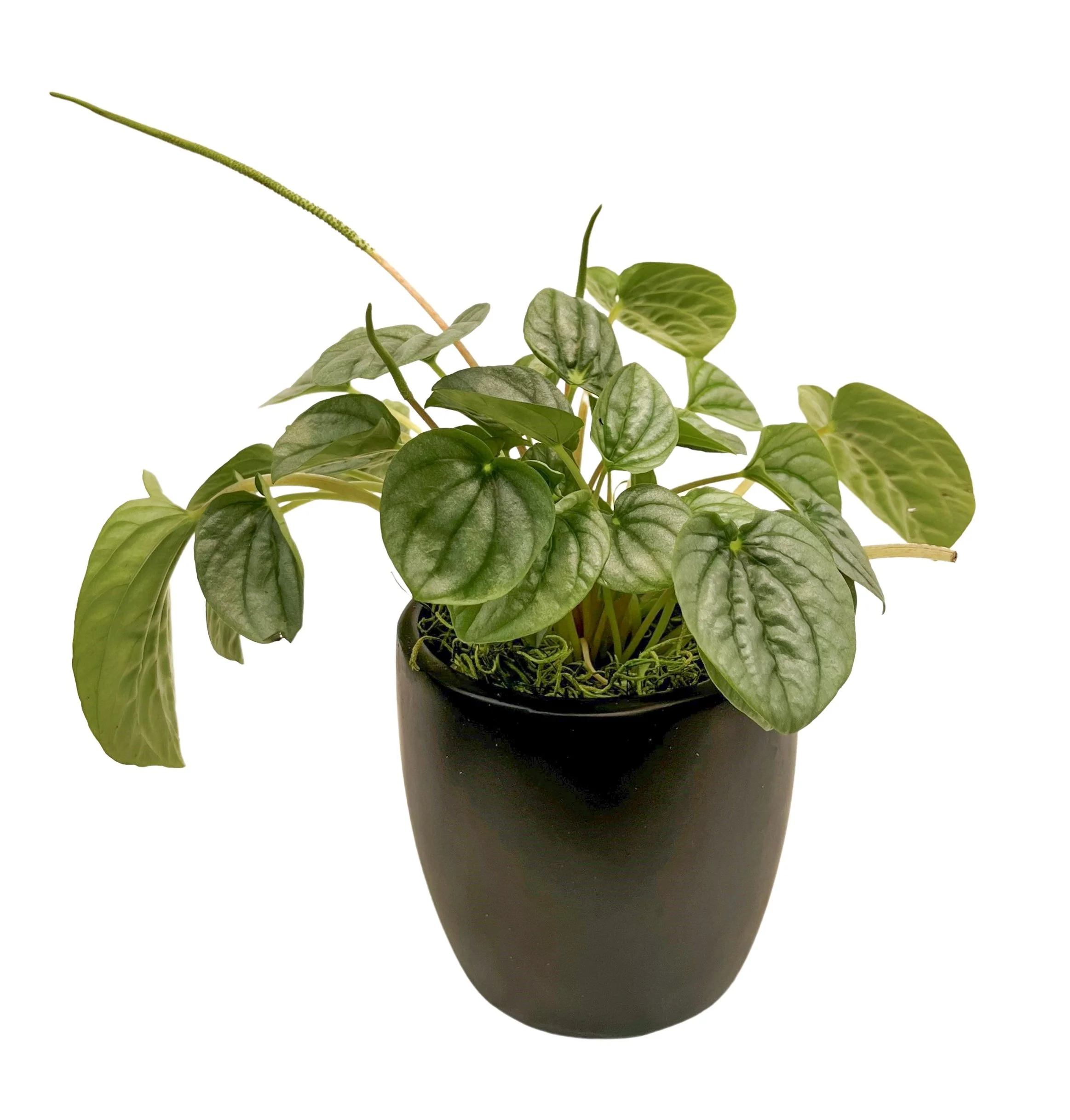 A lush, green potted plant with large, variegated leaves, in a black pot against a white background.