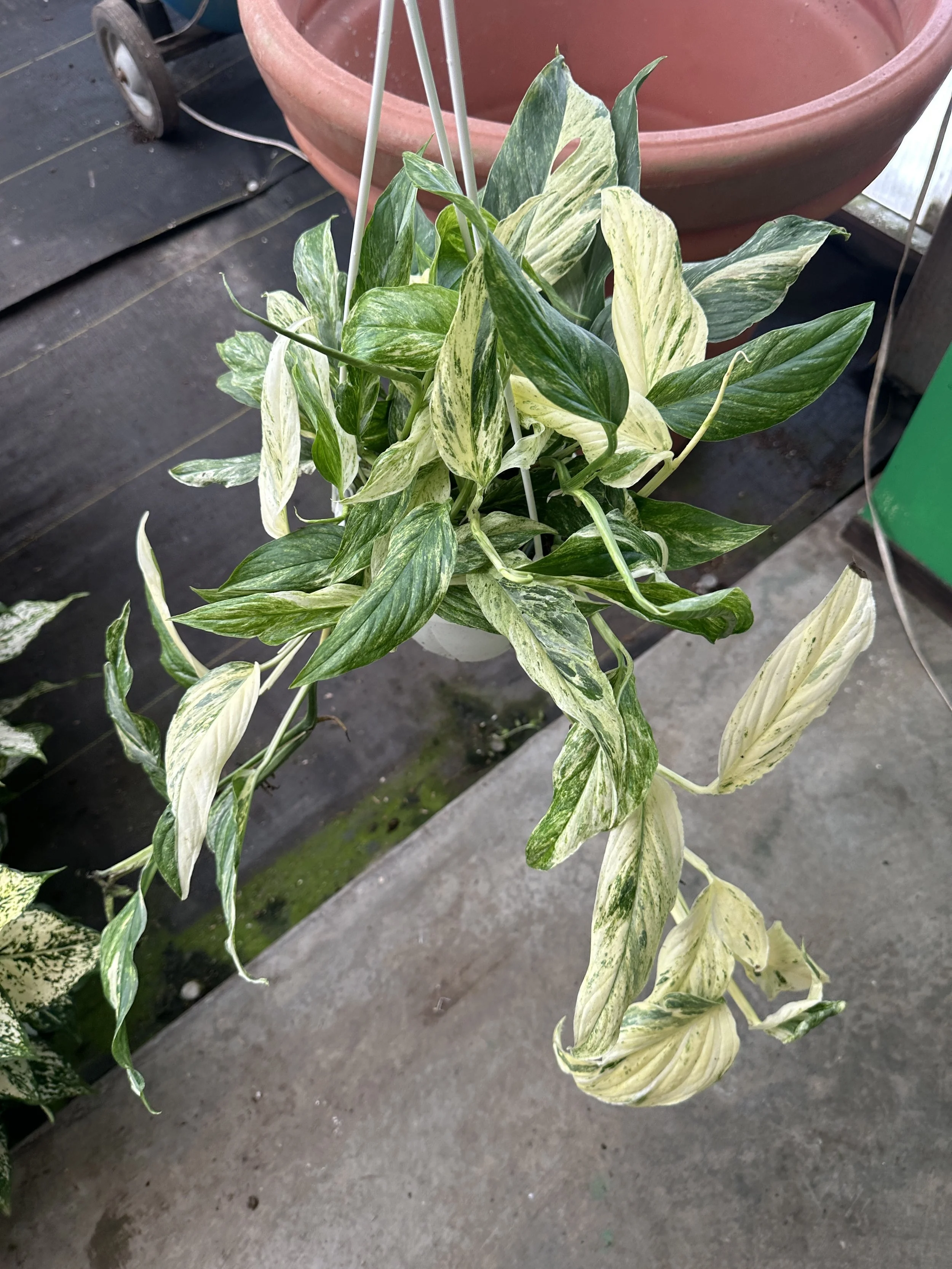 6" epipremnum pinnated mint - $45