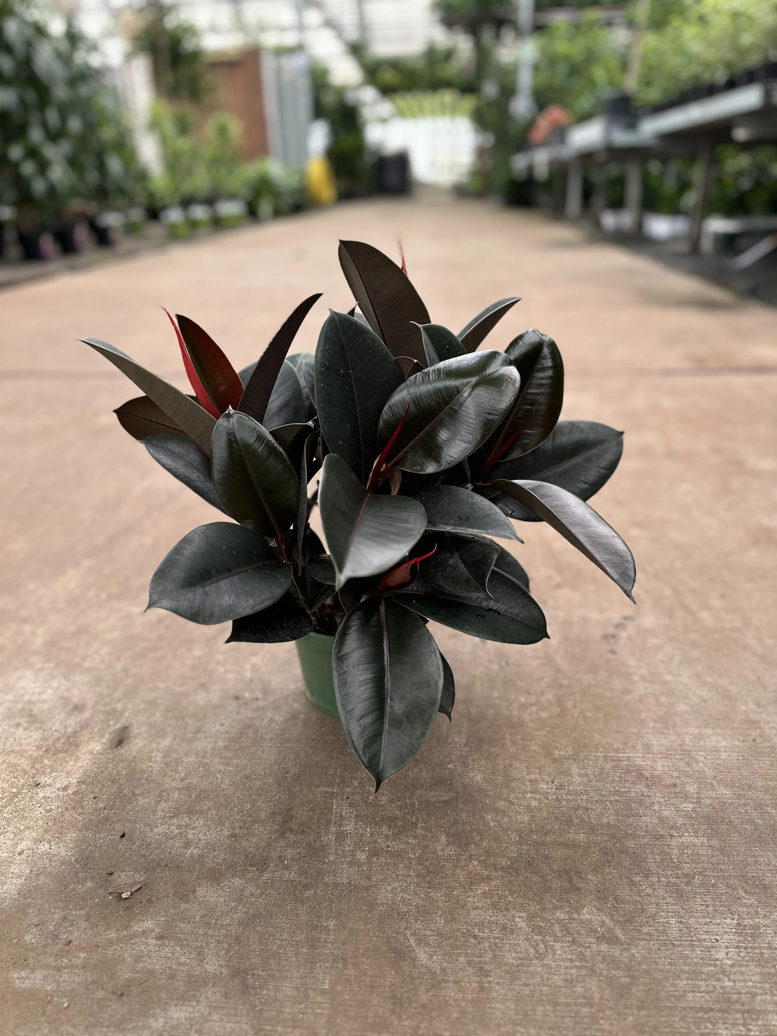6" ficus decora burgundy - $15.58