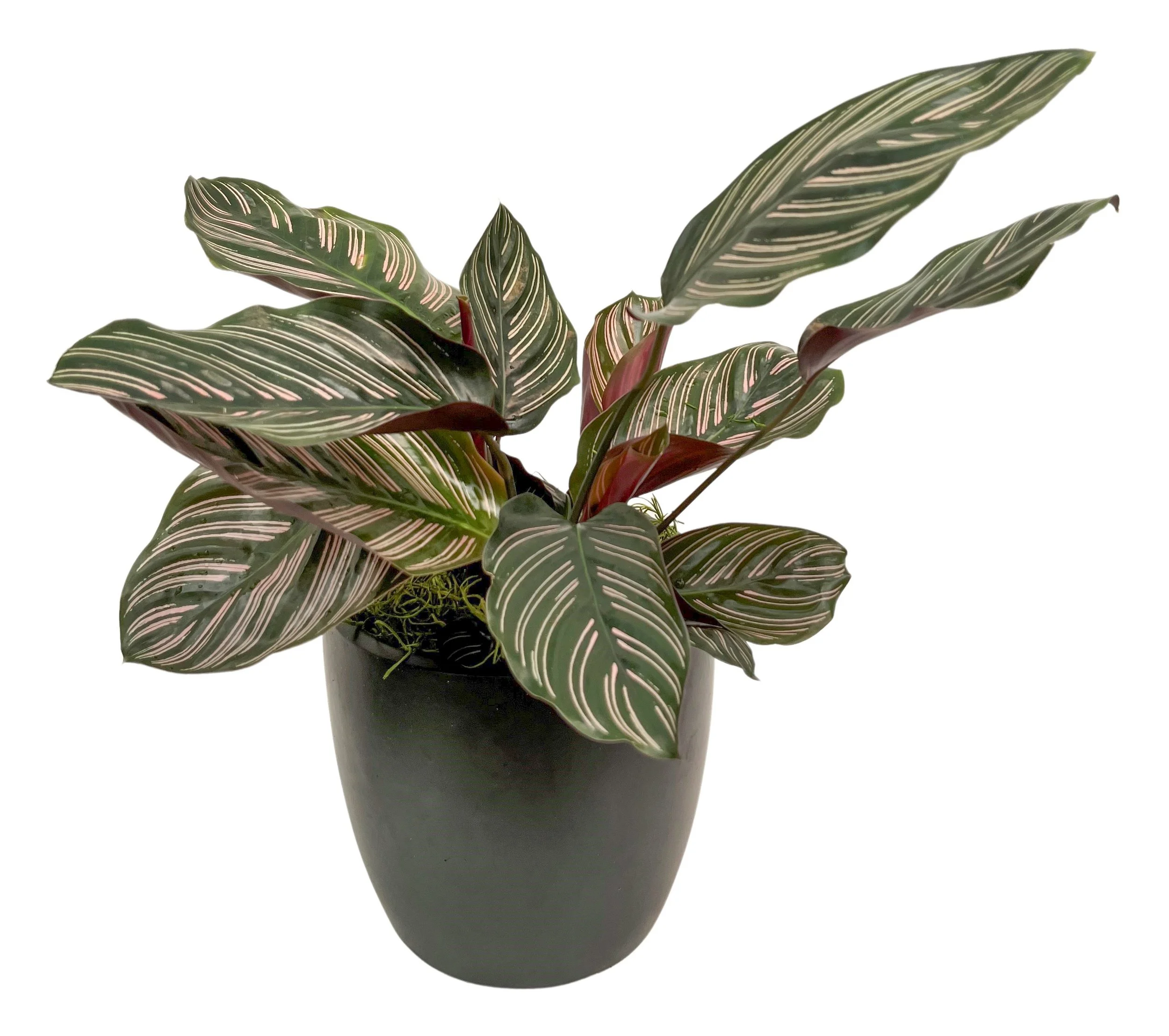 A potted Calathea plant with patterned green and pink leaves against a white background.
