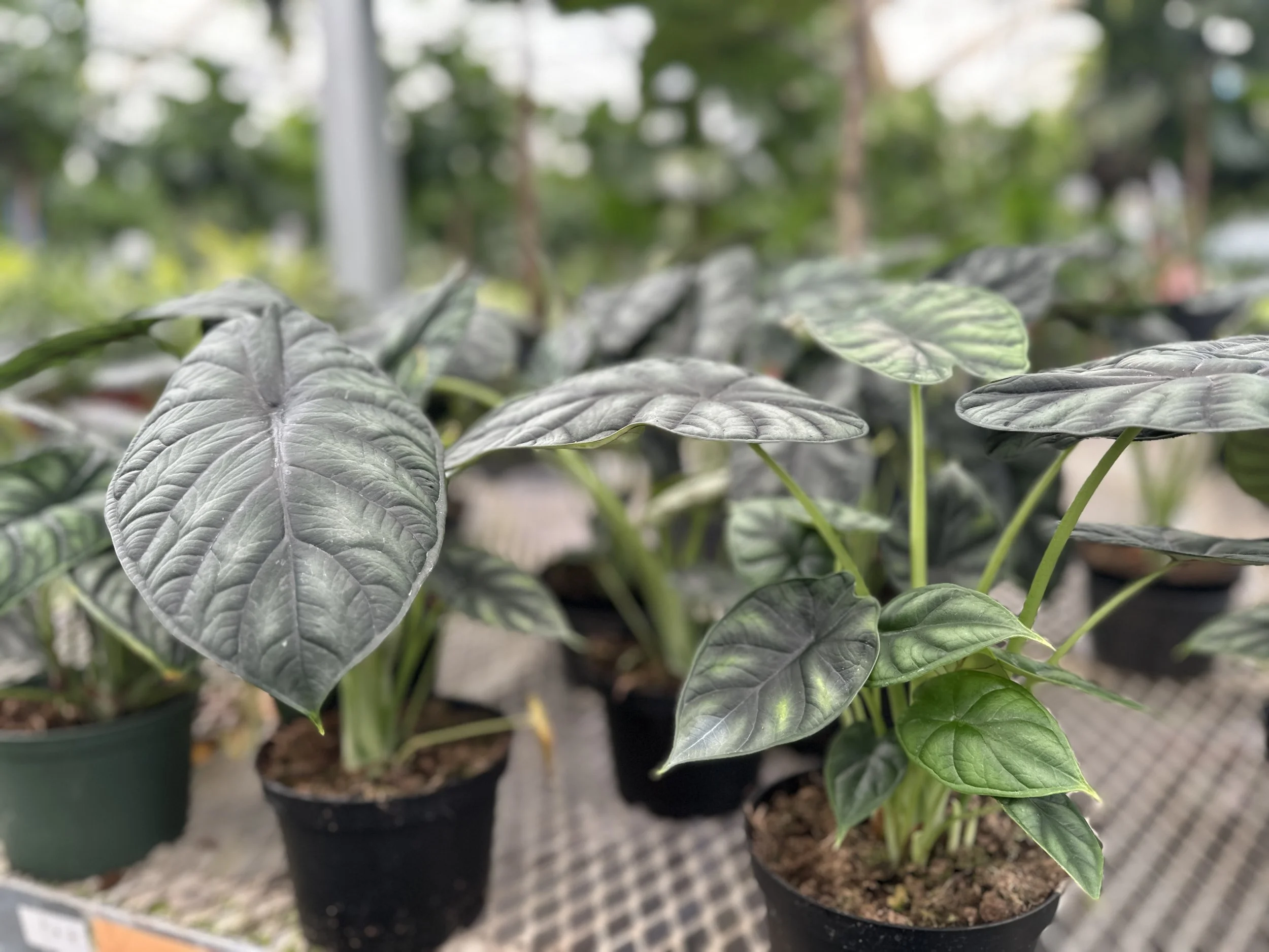 6" alocasia dragon scale - $20.04