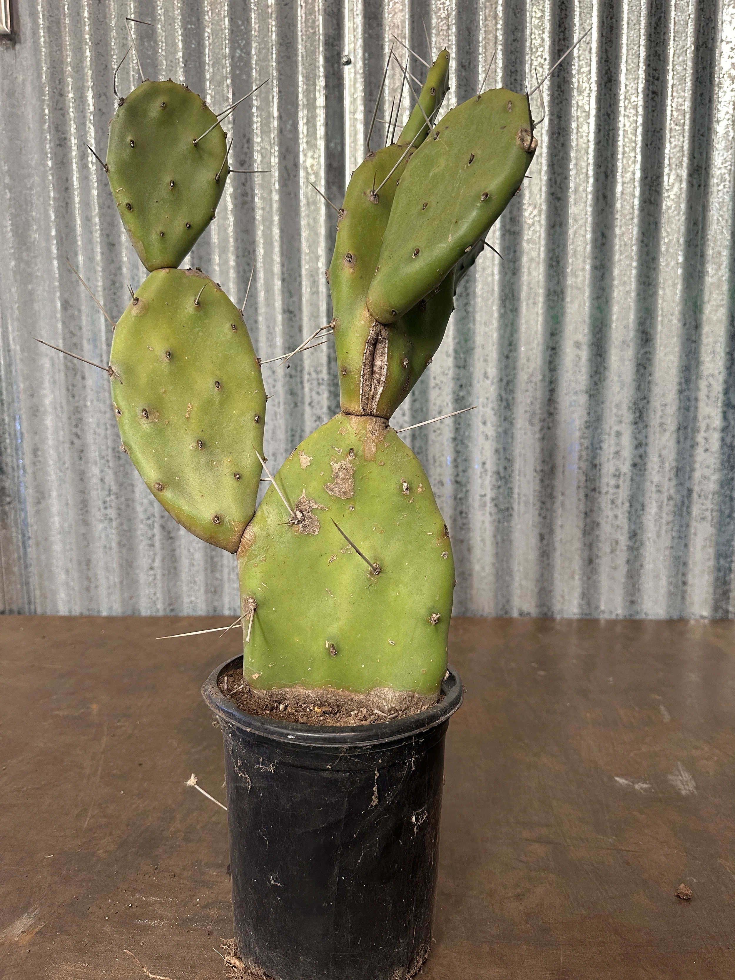 1 gal opuntia prickly pear - $22.50