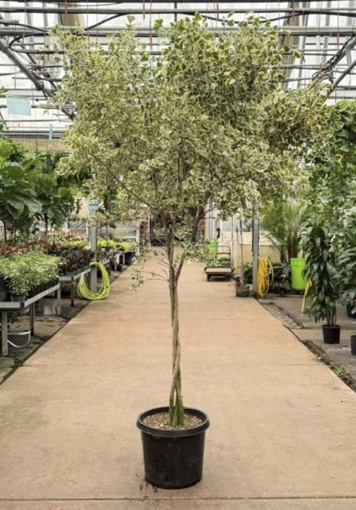 10gal Ficus Triangularis Variegated braided Standard - $375