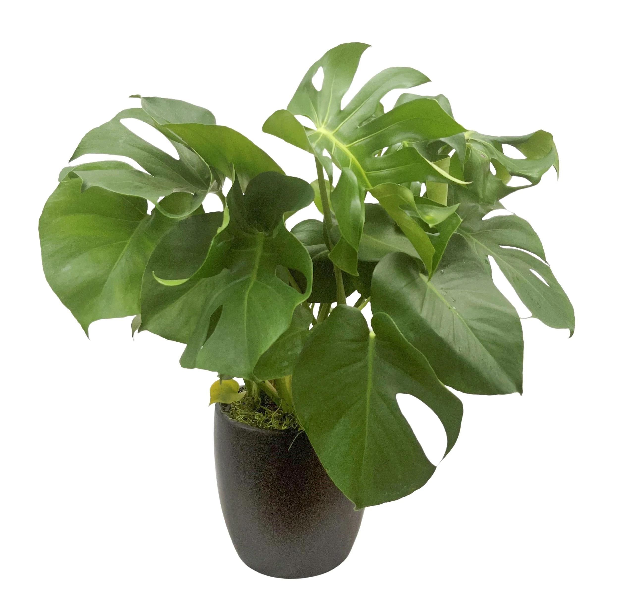 A potted Monstera plant with large green leaves.