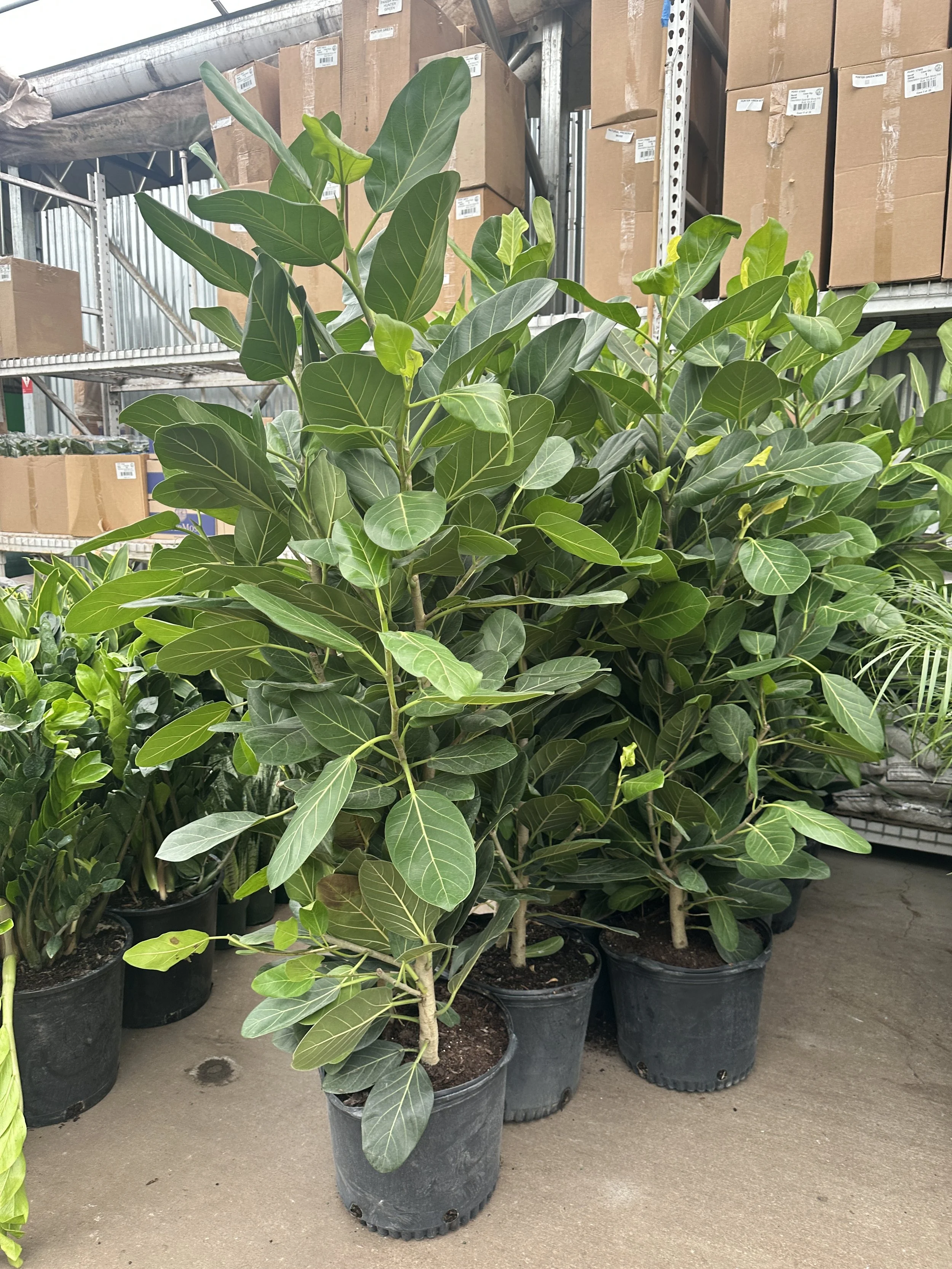 14" ficus Audrey bush - $131.24